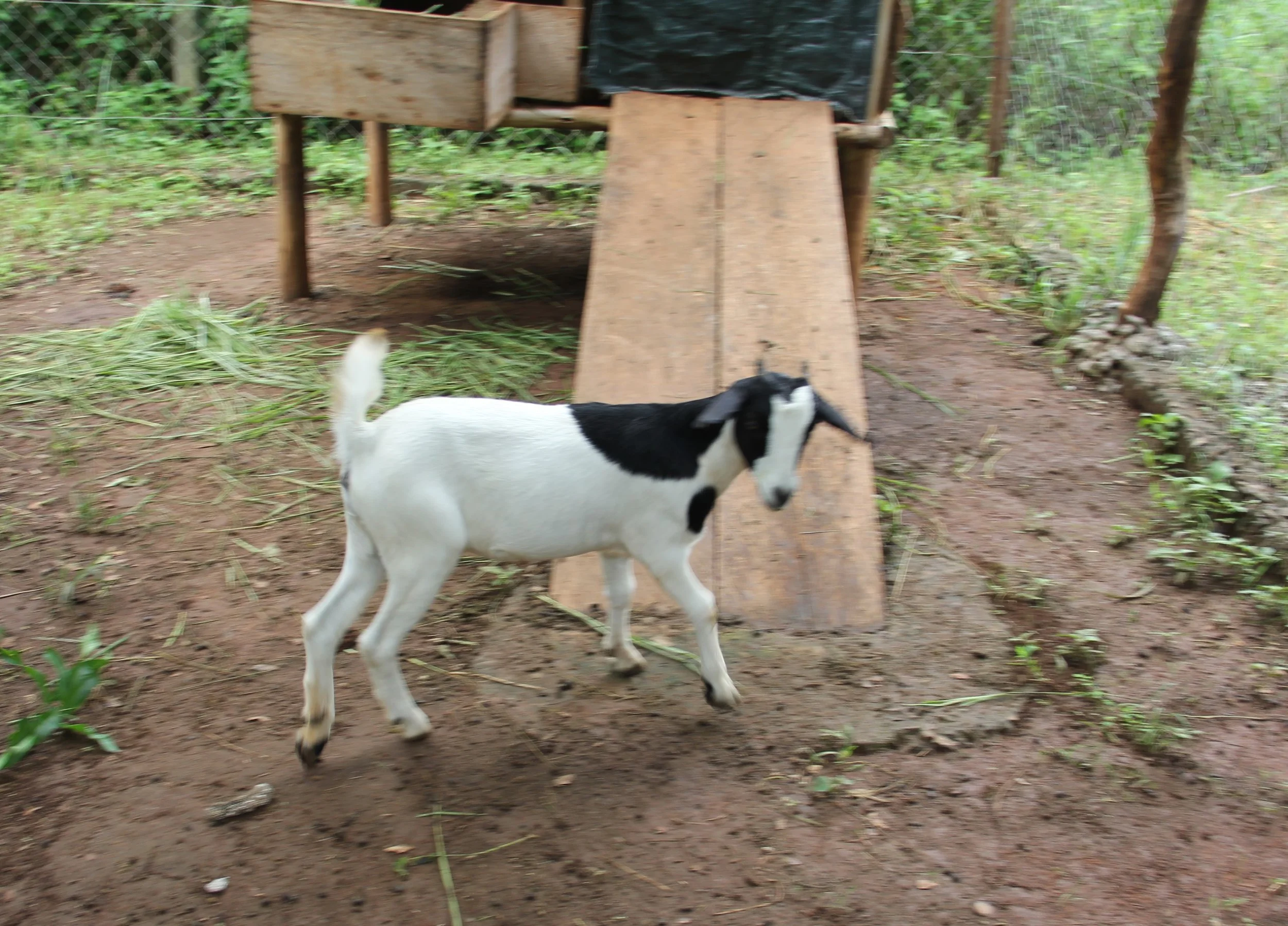NUWOCSI Dairy Goats