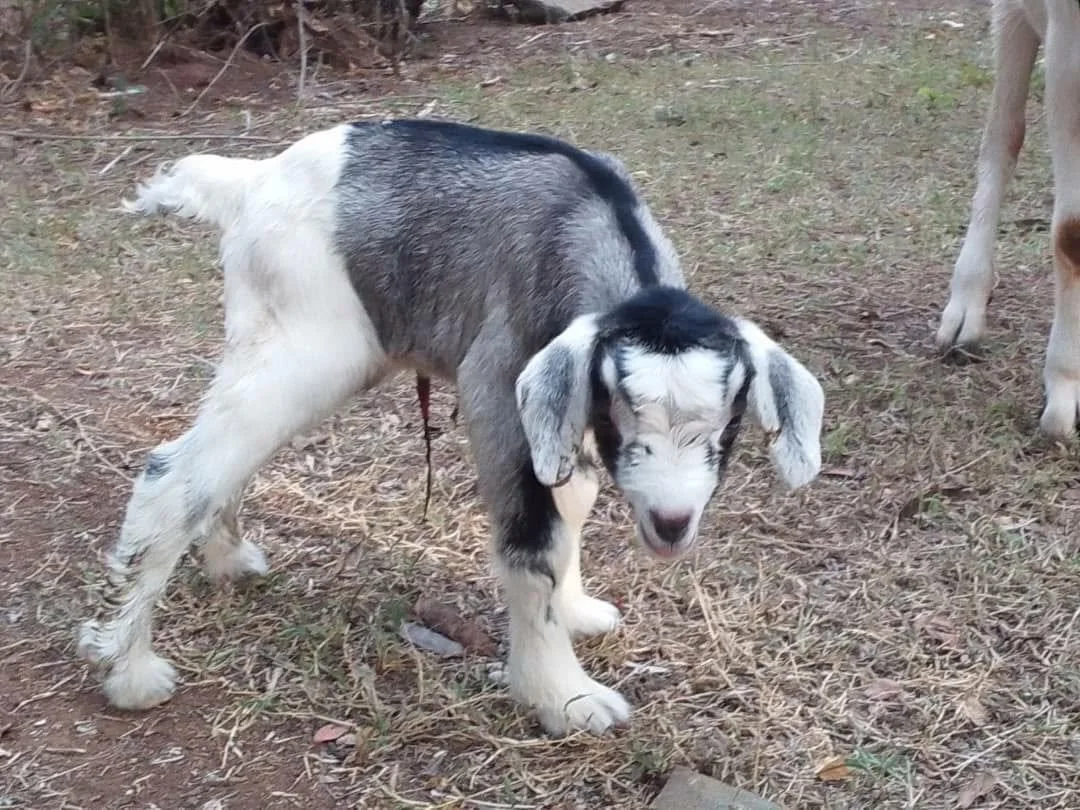 .NUWOCSI Dairy Goats