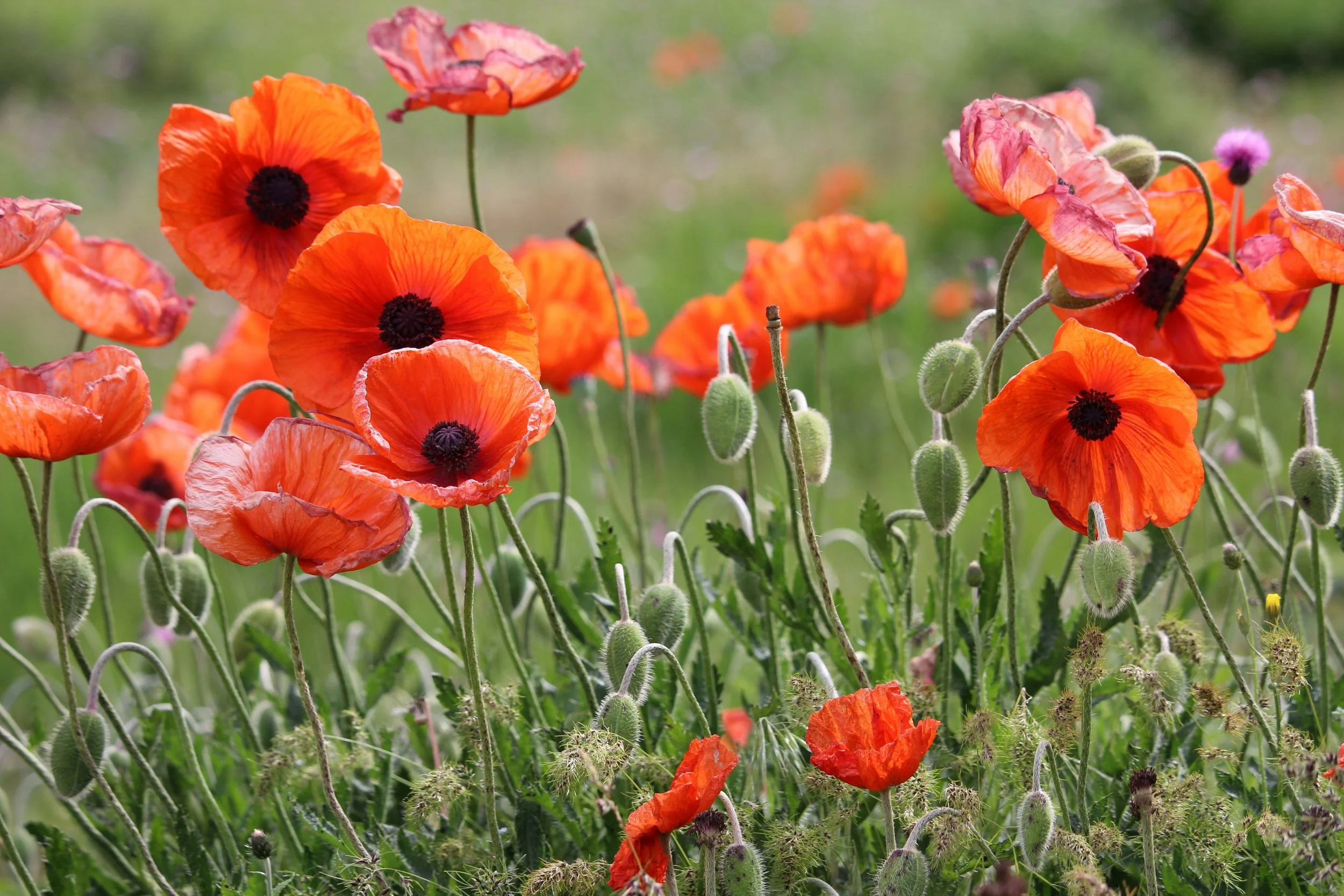 Gardening for Resale