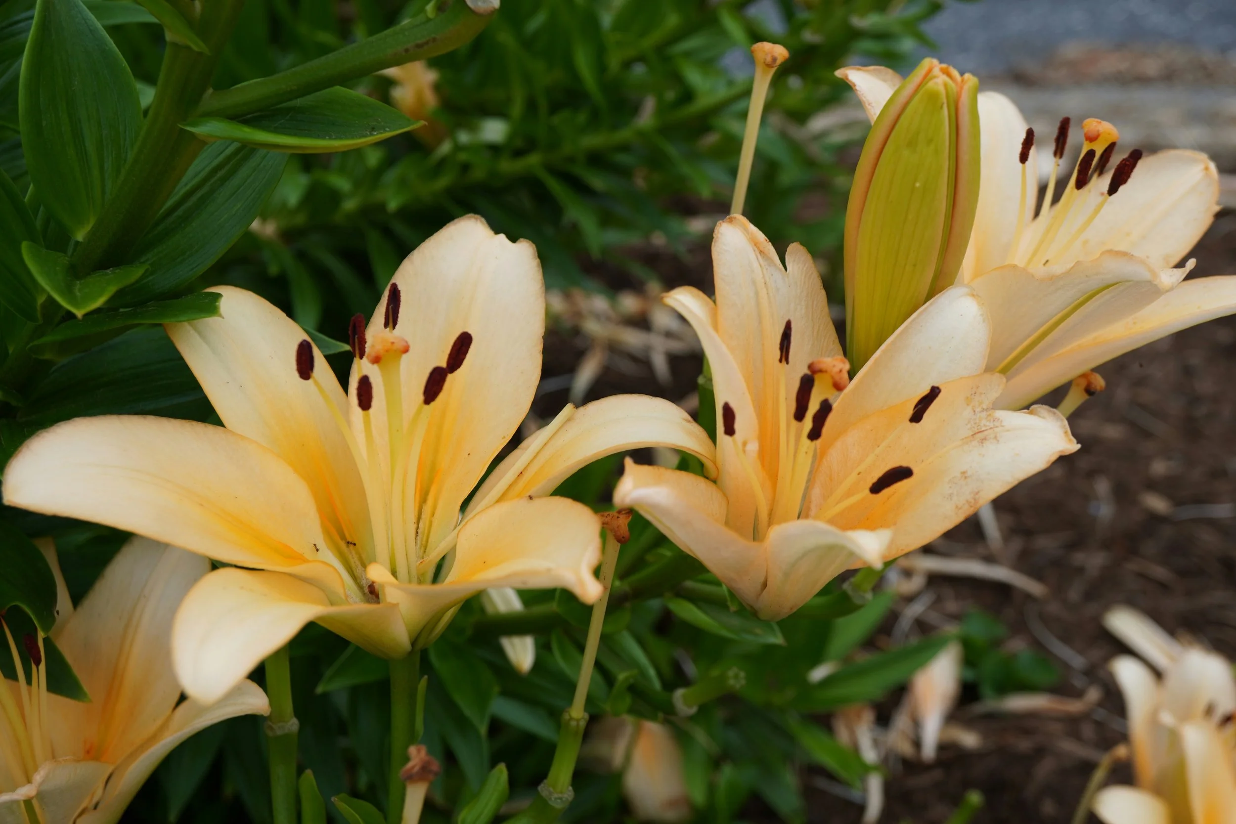 Close-up of yellow lilies with dark brown stamens blooming in a garden.