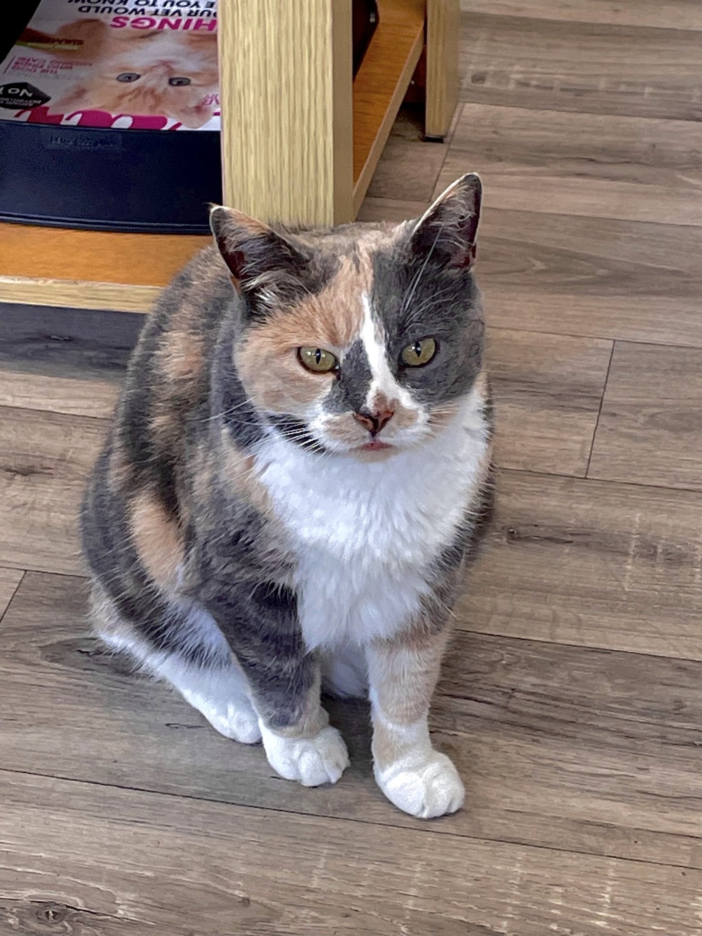 One of the local Manx Cats.