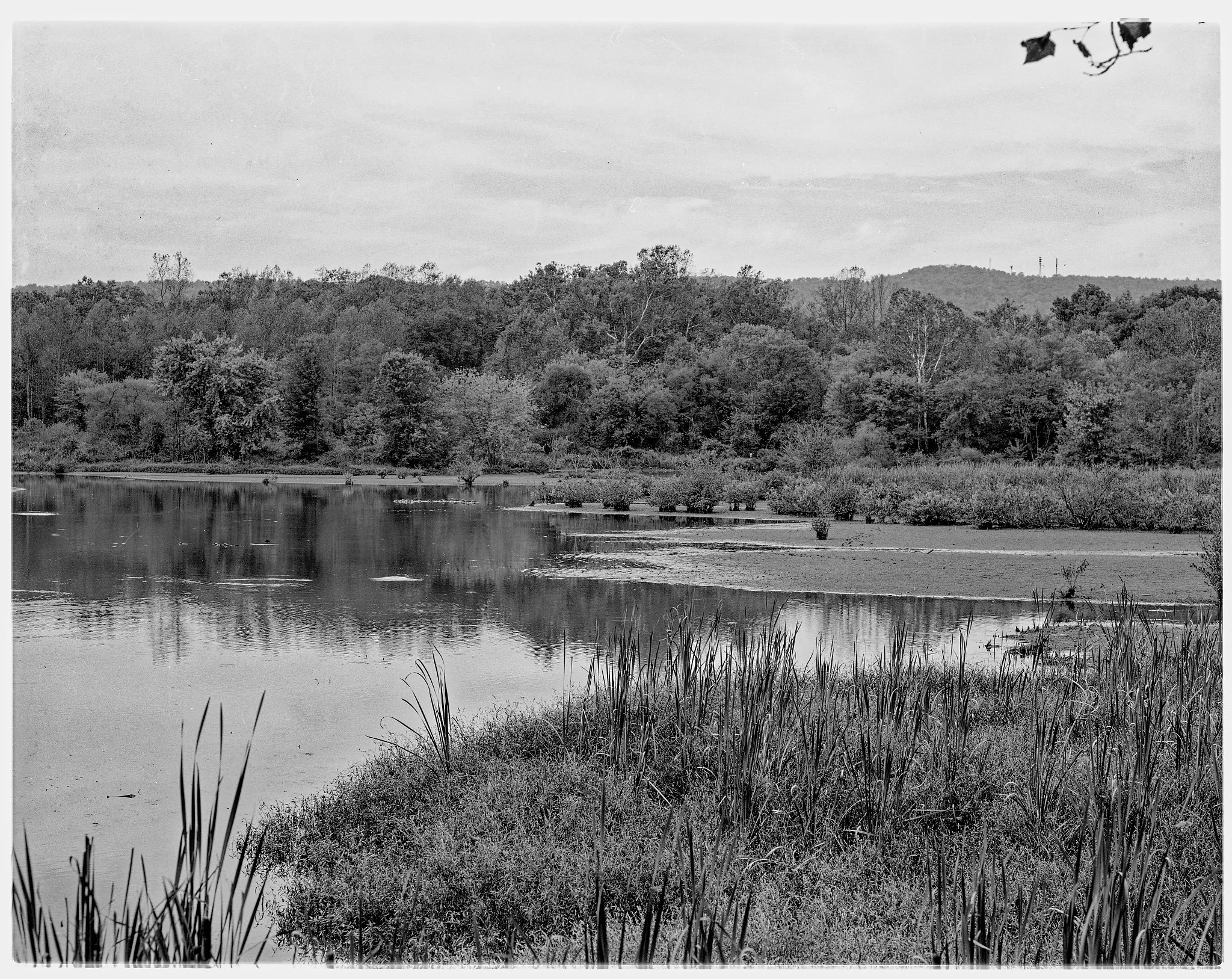 Stauffer's Marsh Nature Preserve, Hedgesveille, WV. Shot on 4x5 film with large format camera.