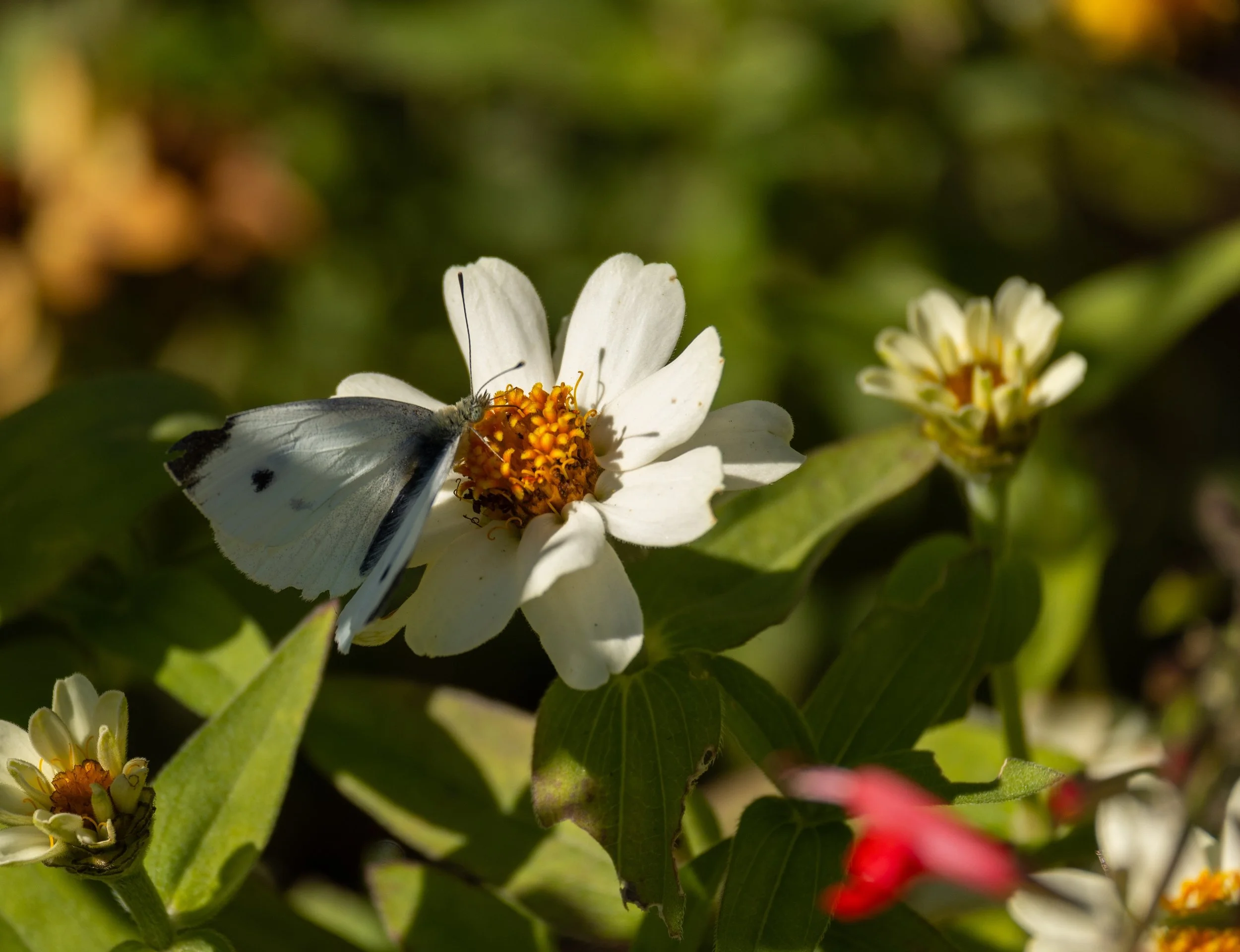 State Arboretum of VA, Boyce, VA.