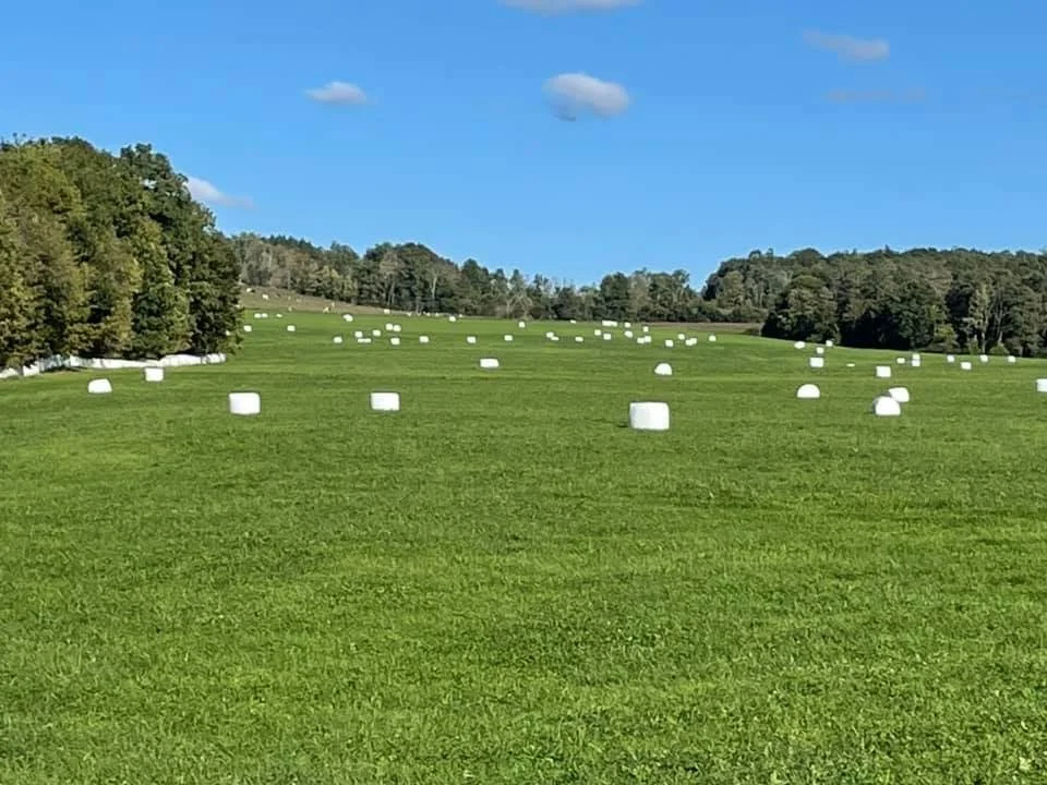 Genuine Adirondack Marshmallows. That year was a great one for the harvest!