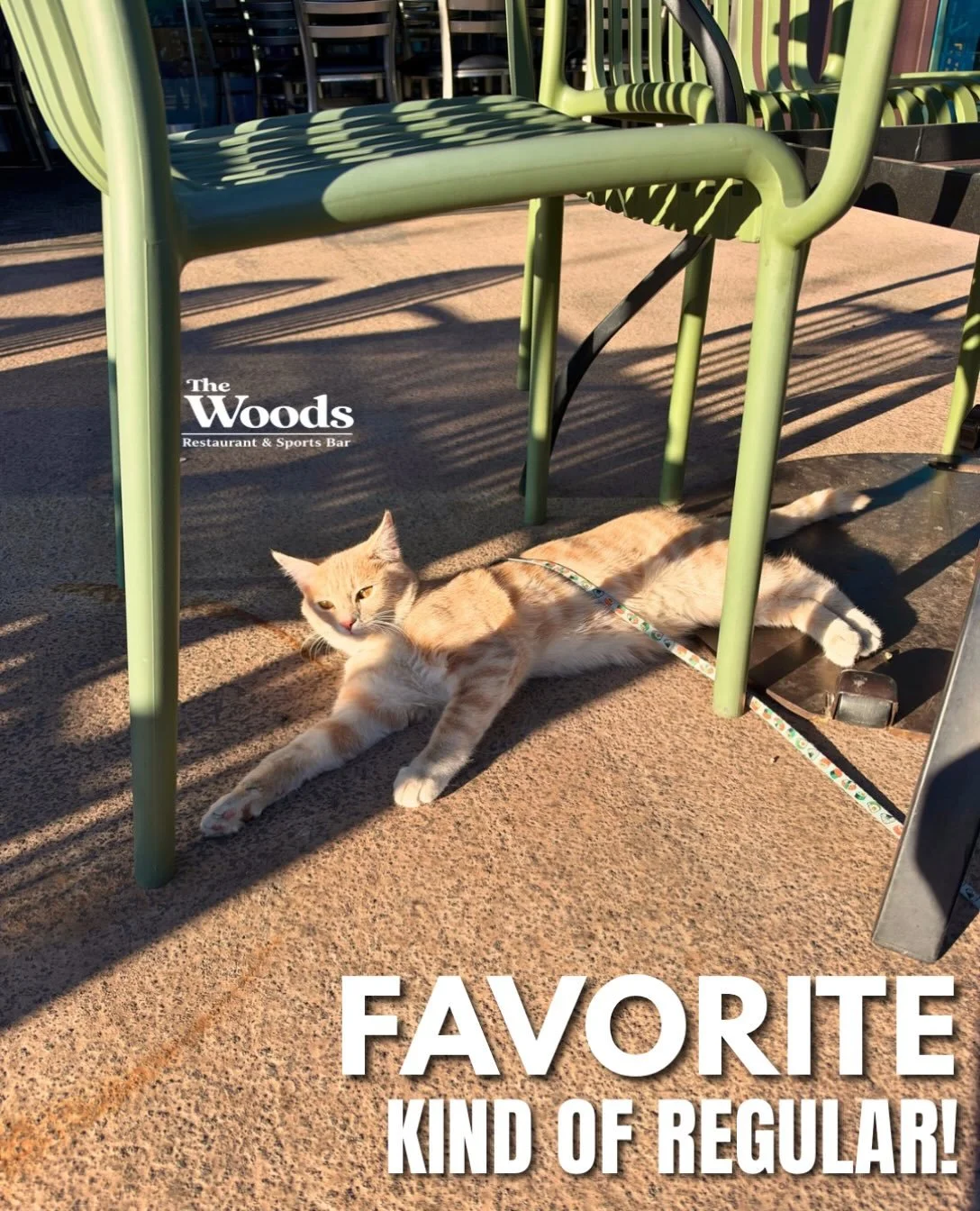 Dogs, cats, and the occasional bear! We don&rsquo;t discriminate when it comes to our four legged fans🐾

We love having pets on our patio! Ask your server about our Puppy Chow menu option🦴

📍The Woods Restaurant &amp; Sports Bar 

#thewoodslake #s