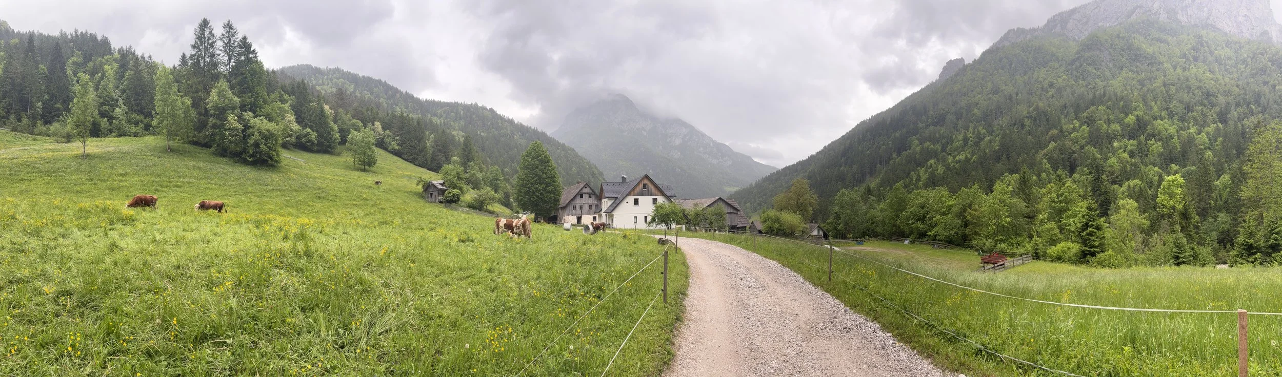 Gravel path through a green meadow with grazing cows and a traditional farmhouse in Logar Valley, Slovenia