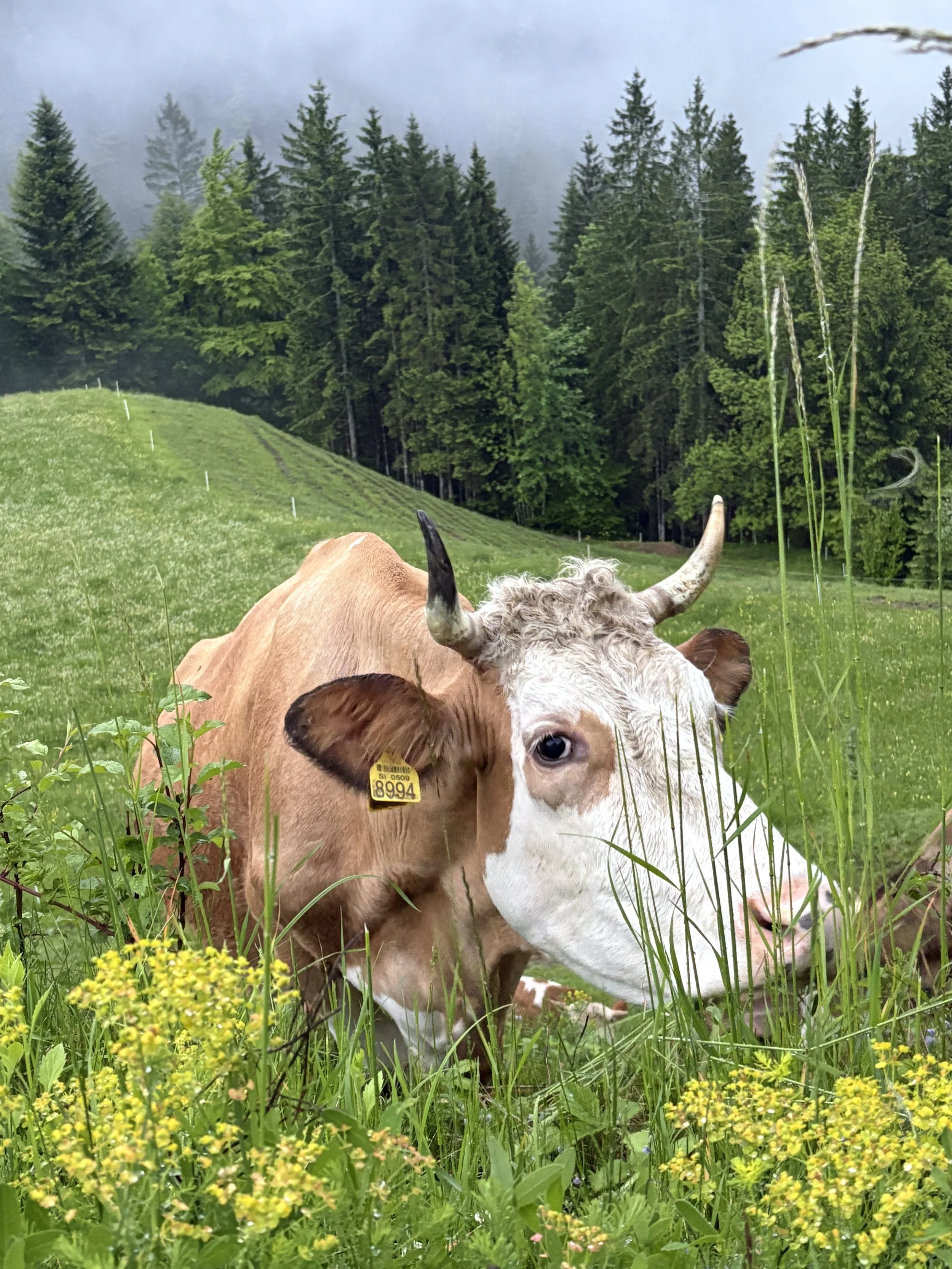 Close-up of a cow with horns and an ear tag standing in a wildflower meadow in front of pine forest, Slovenia