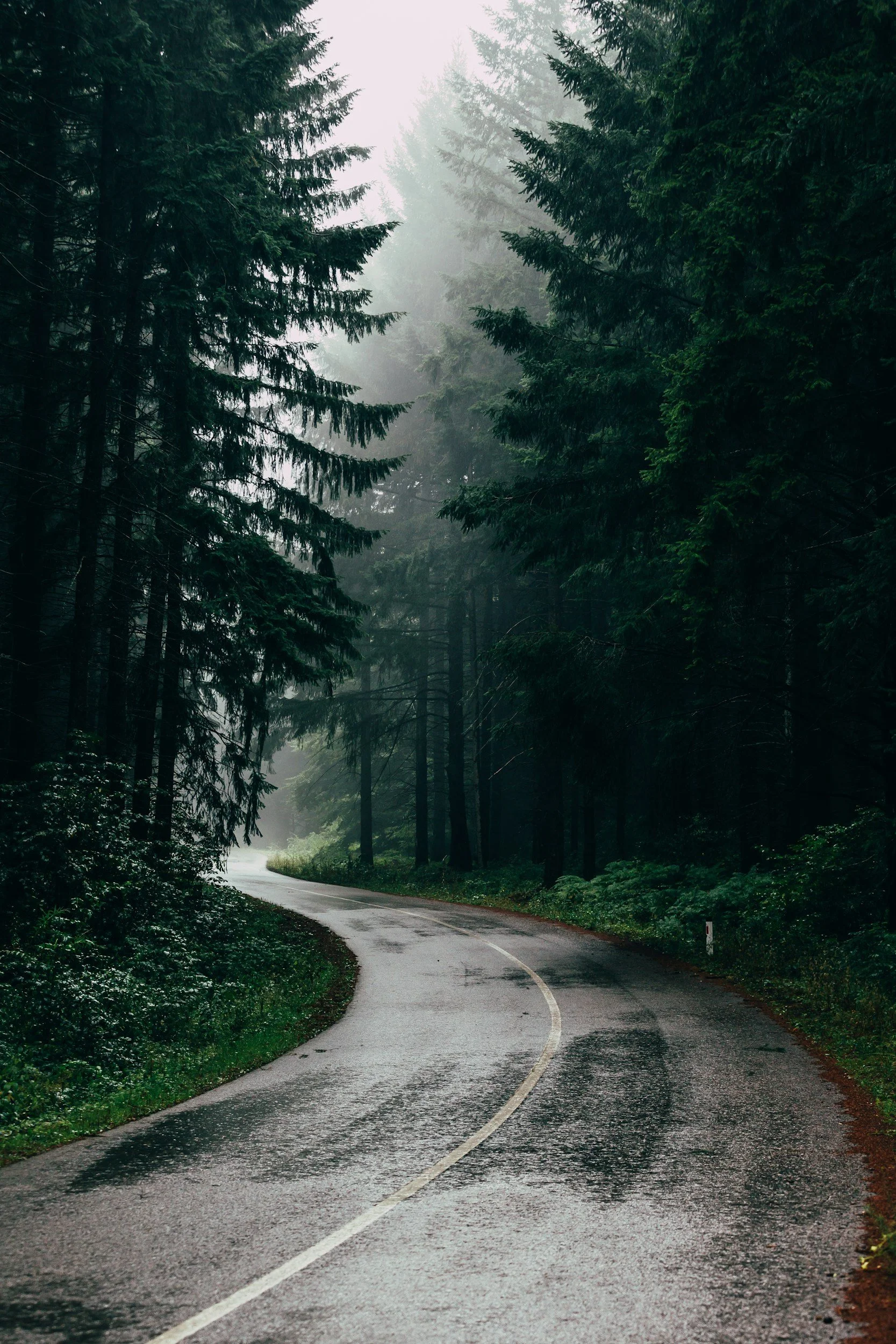 A winding road through a dense, foggy forest with tall evergreen trees on either side.