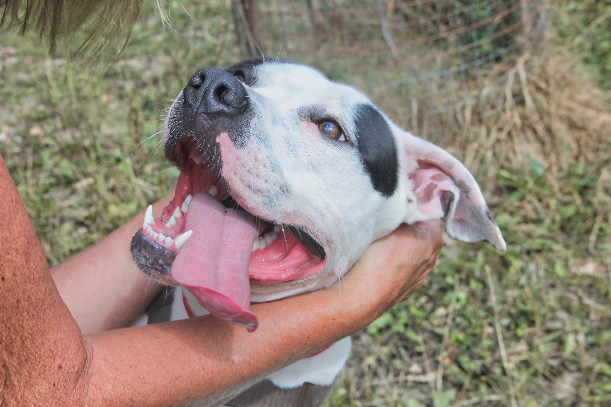 A person holding a happy, white dog with black spots and floppy ears outside in a grassy area.
