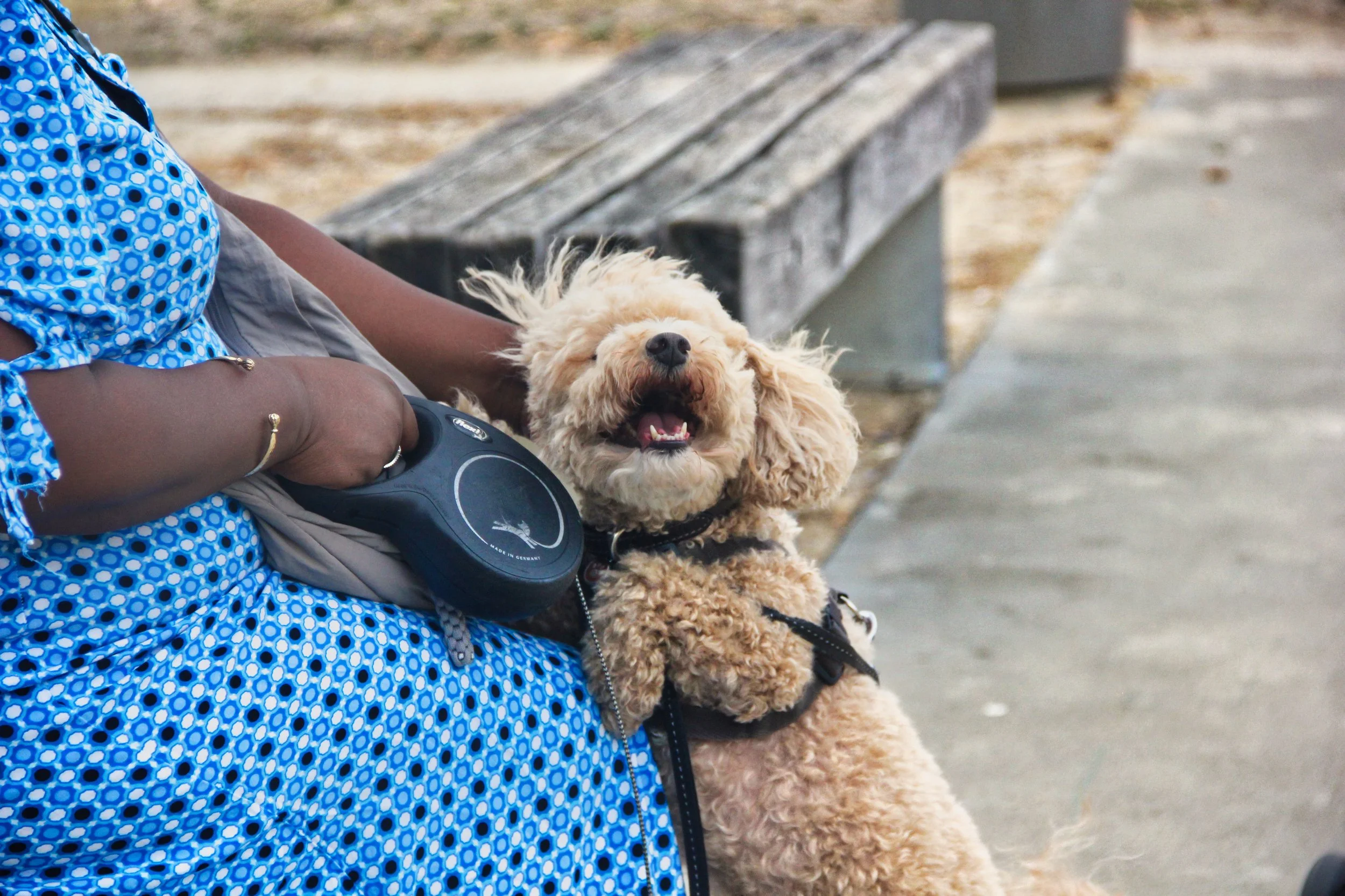 Person holding a small, curly-haired dog with a harness, sitting on a bench in an outdoor park.
