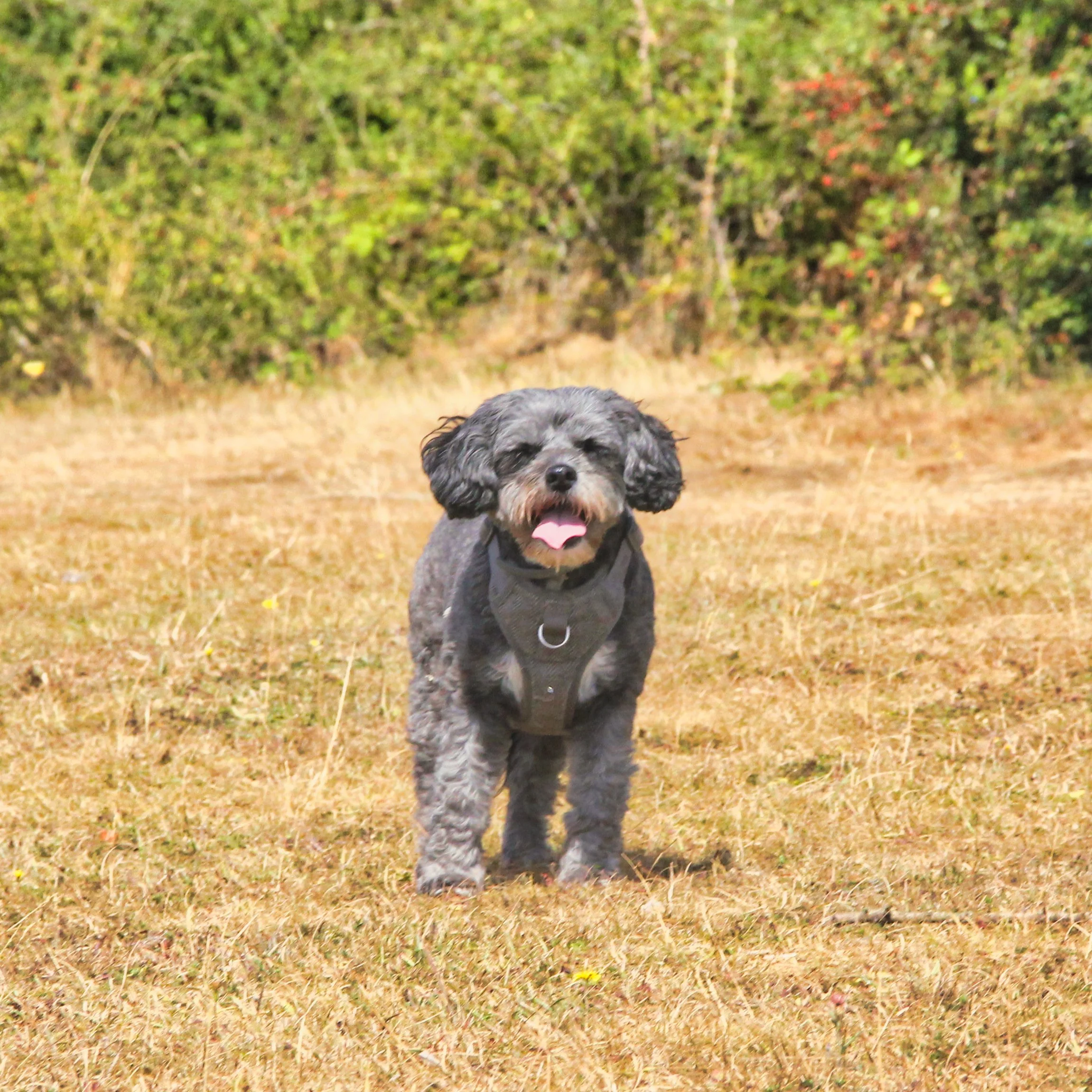 A small, curly-haired dog running on yellowed grass with green bushes in the background.