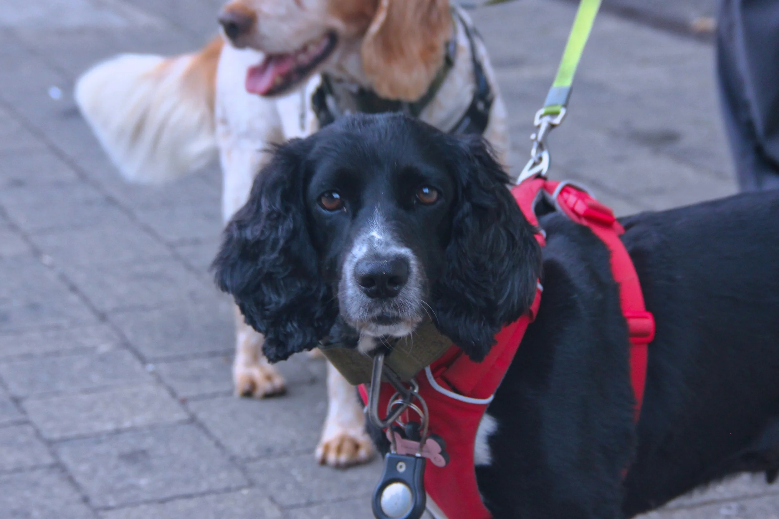 Two dogs on a sidewalk, one black and white with long ears and red harness, the other tan and white with a collar, both leash attached.