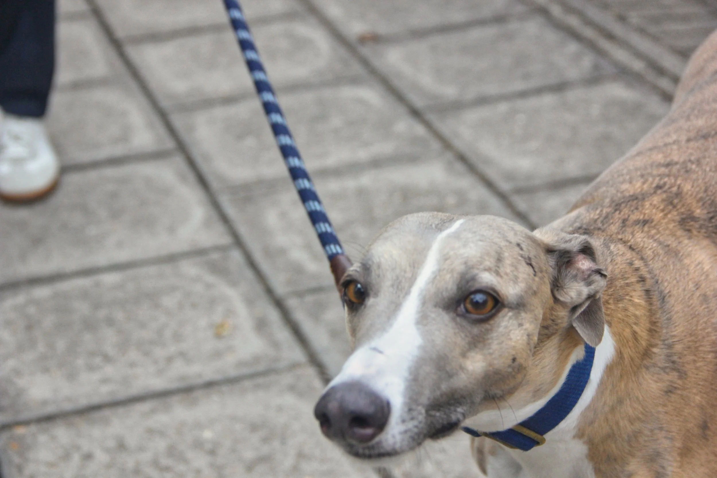 A close-up of a dog with brown and white fur, wearing a blue harness, looking upwards with brown eyes, on a paved sidewalk.
