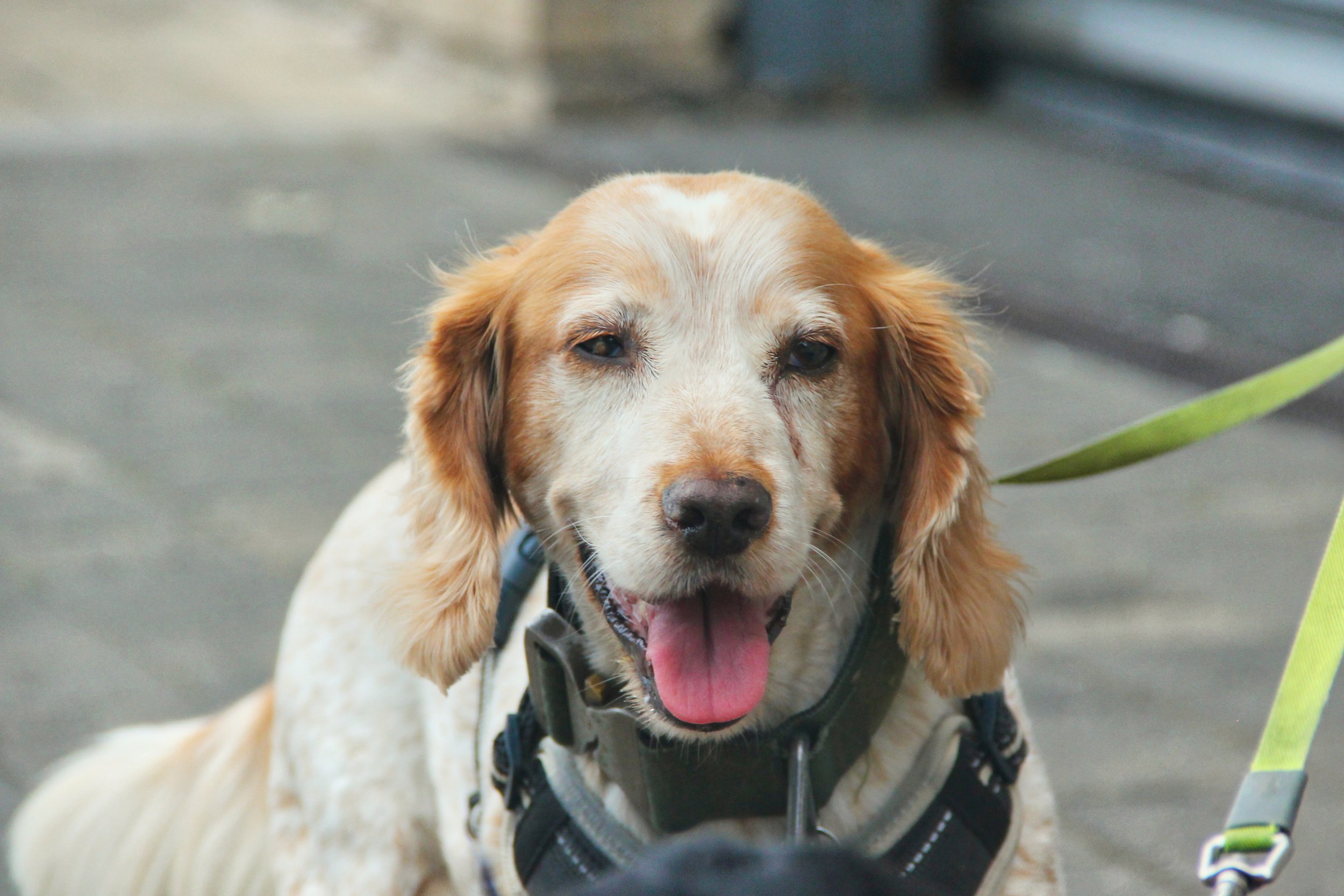 A happy retriever dog with light orange and cream fur, panting with its tongue out, wearing a harness and leash, outdoors on a paved surface.