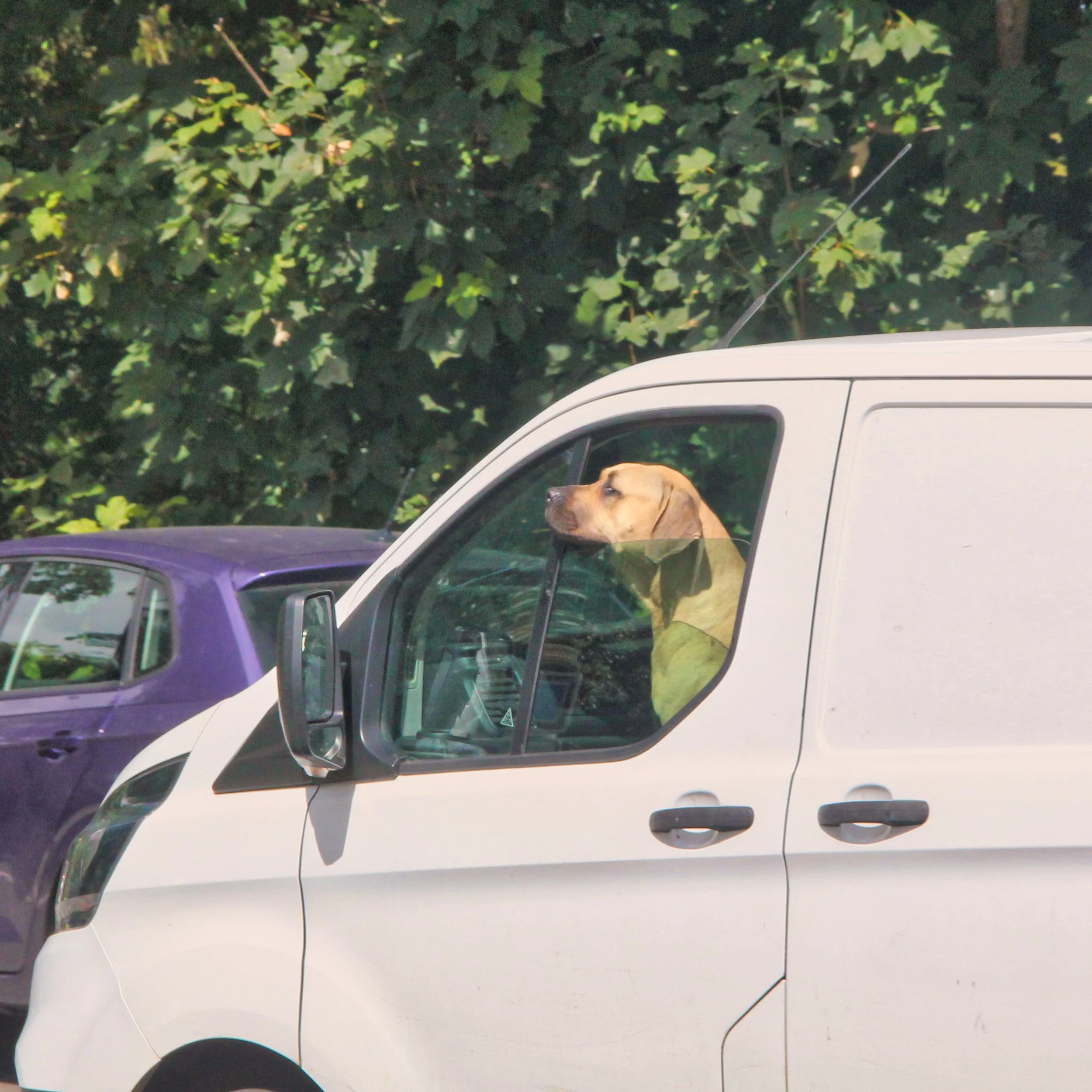 A white vehicle with a Manitoba license plate, with a brown dog sitting in the driver's seat looking out the open window. The background features dense green ivy covering a surface.
