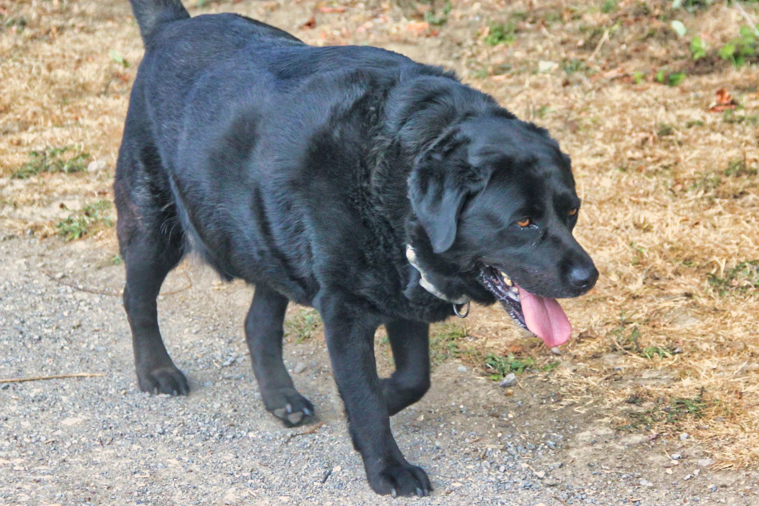 Black Labrador retriever walking outdoors on a dirt path with grass and small plants, panting with tongue out.