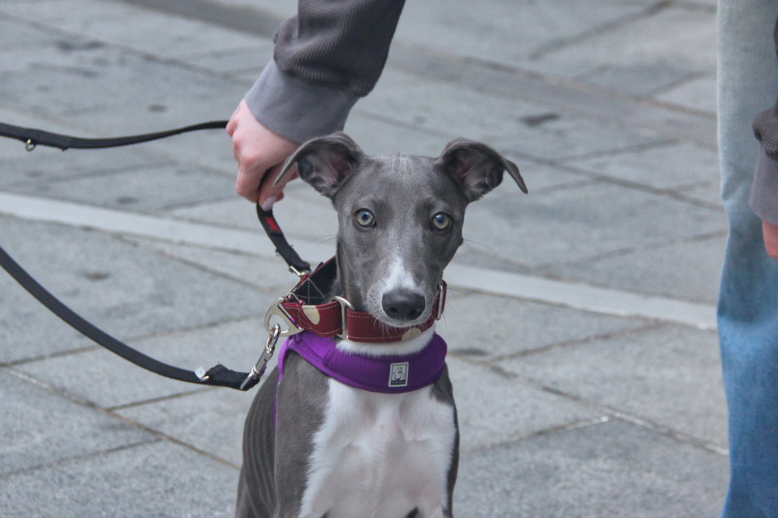A gray puppy with blue eyes wearing a purple harness and a red collar, being held by a person on a leash, standing on a wooden sidewalk.