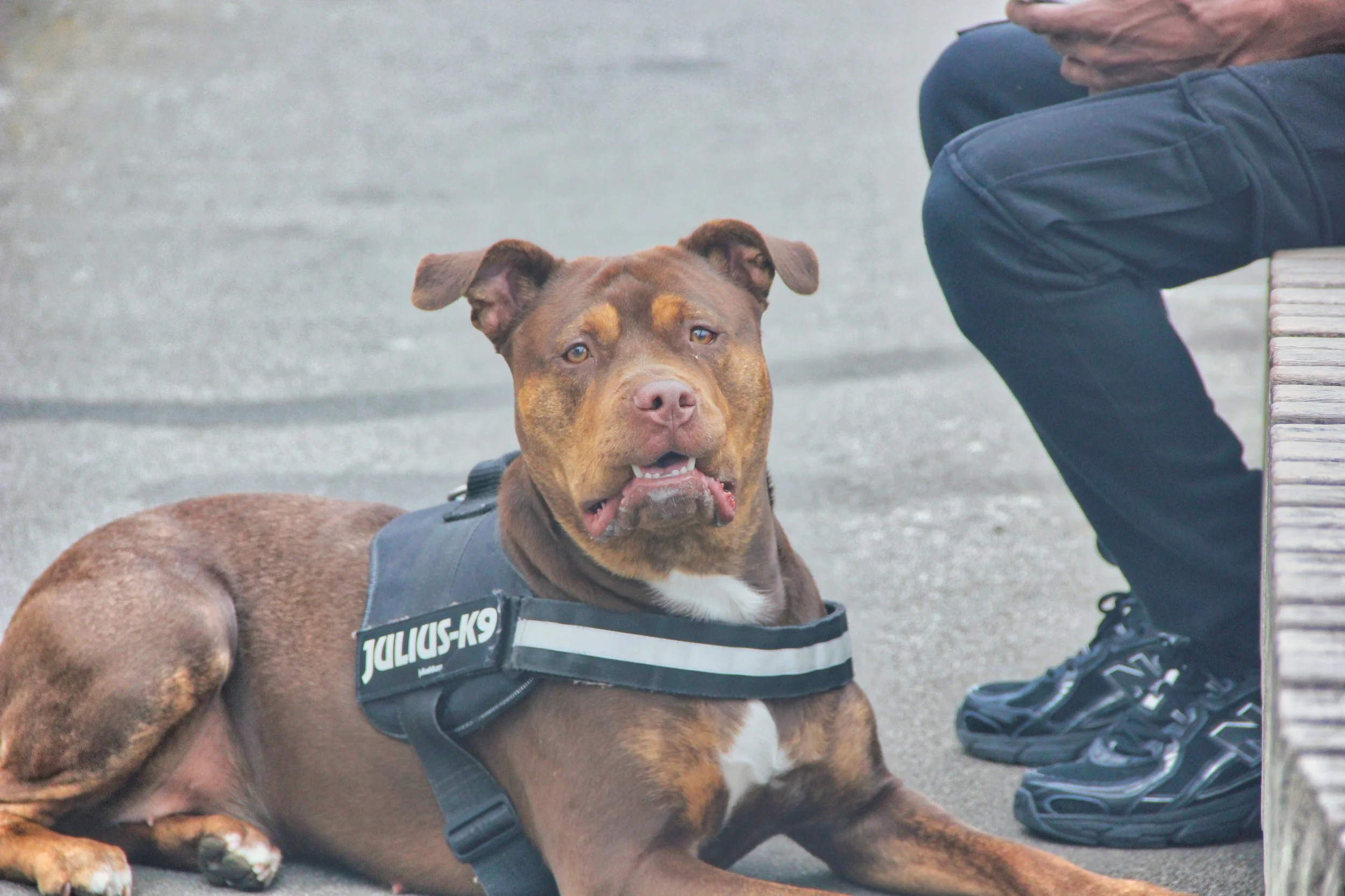 A brown dog with a white chest and a slightly wrinkled face, wearing a black harness labeled 'JULIUS-K9', lying on a paved surface next to a person sitting on a park bench. The person is wearing dark blue pants and sneakers and is holding a phone.