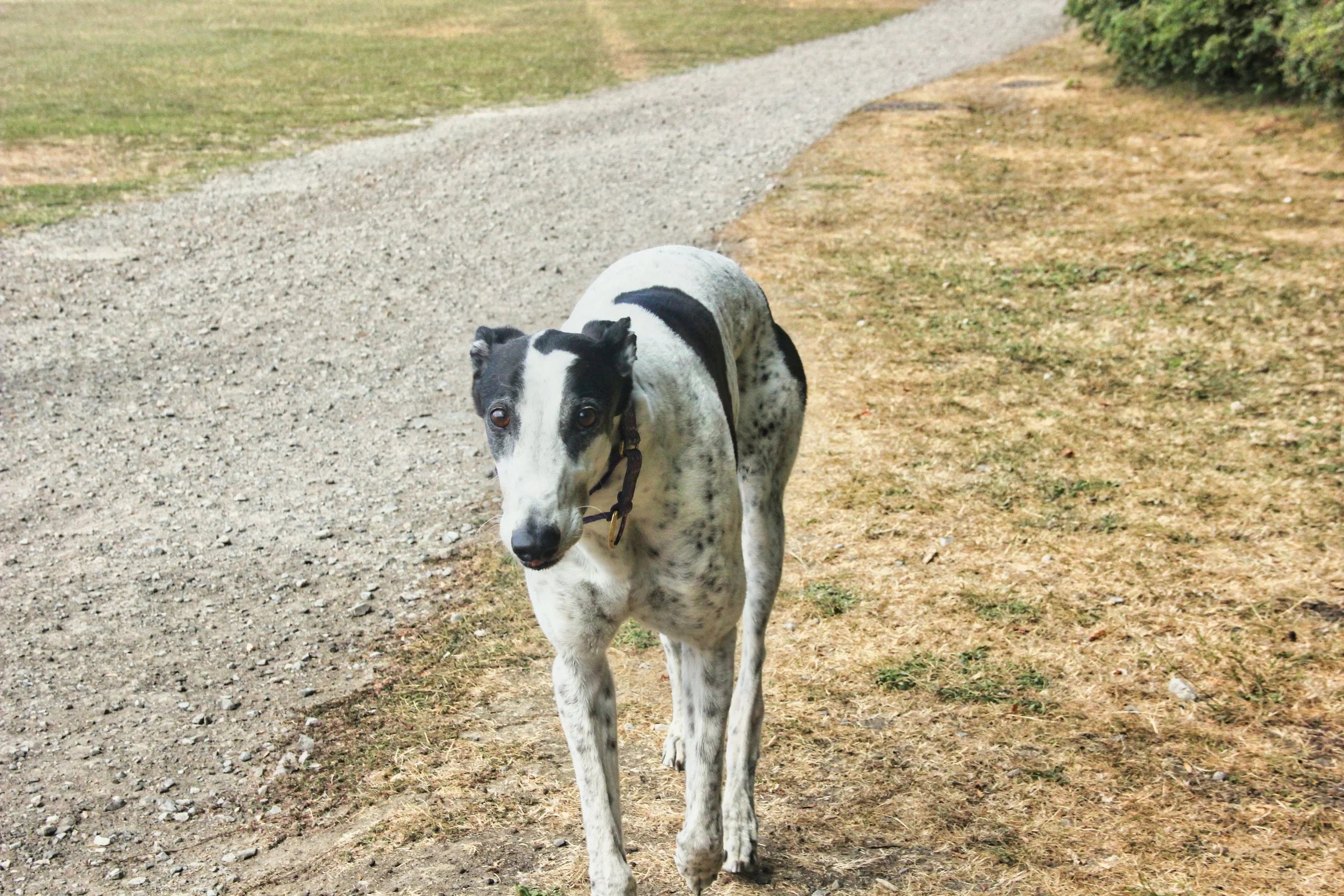 A black-and-white dog walking on a gravel pathway in a grassy outdoor area.