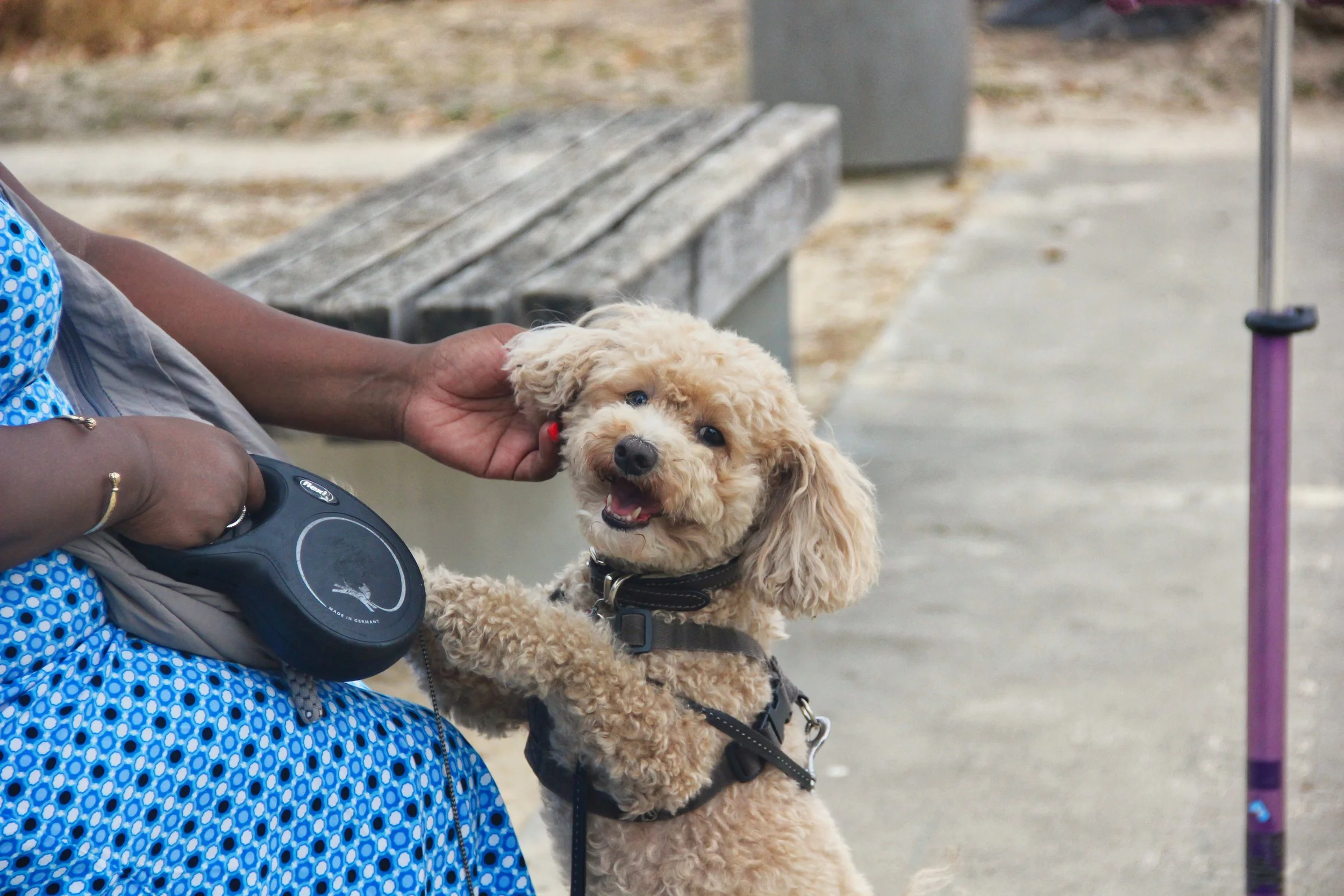 A small, curly-haired, tan-colored dog with a black collar, smiling and being petted by a person wearing a blue patterned dress, sitting outdoors on a park bench.