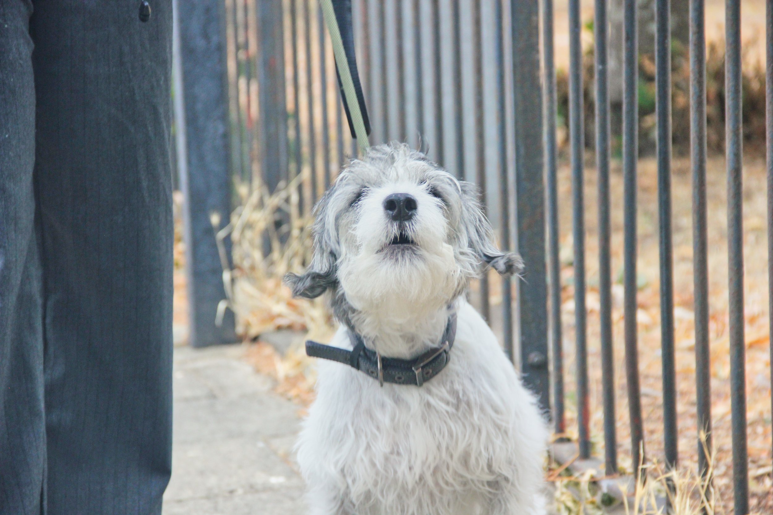 A white and gray fluffy dog standing behind a black metal fence with a person in dark pants nearby, outdoors with fall leaves on the ground.