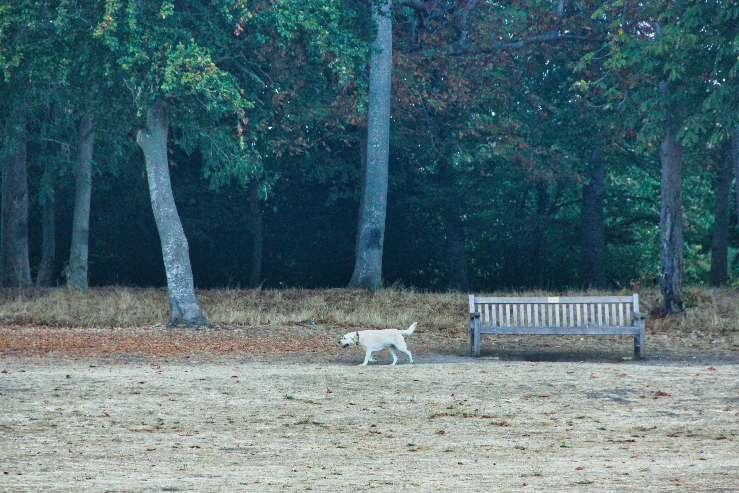 A dog walking across a park with a bench and trees in the background