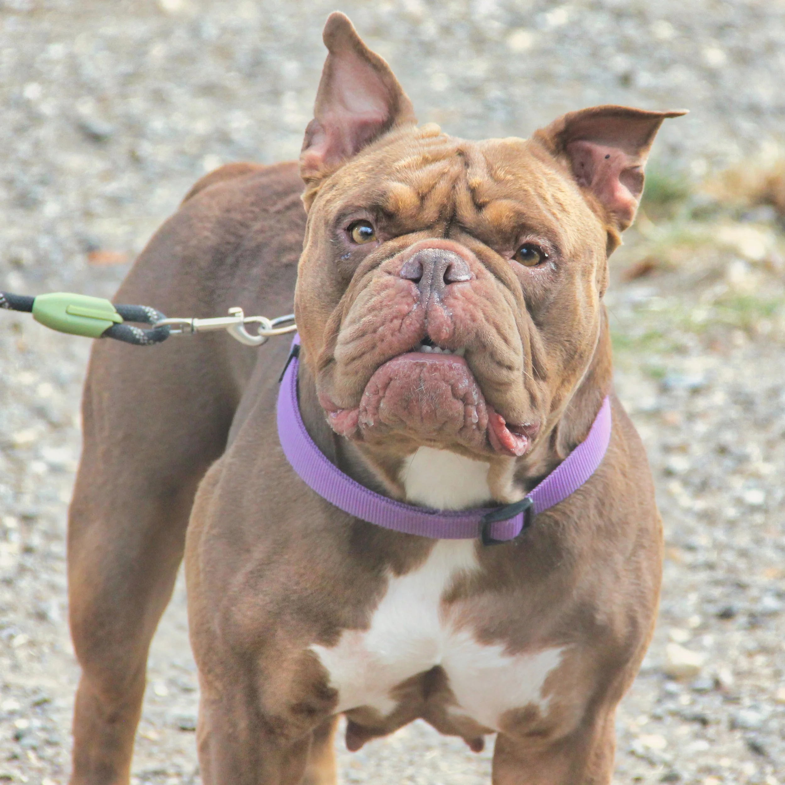 A brown French Bulldog with one ear up and one ear flopped down, wearing a purple harness, standing on a gravel path.