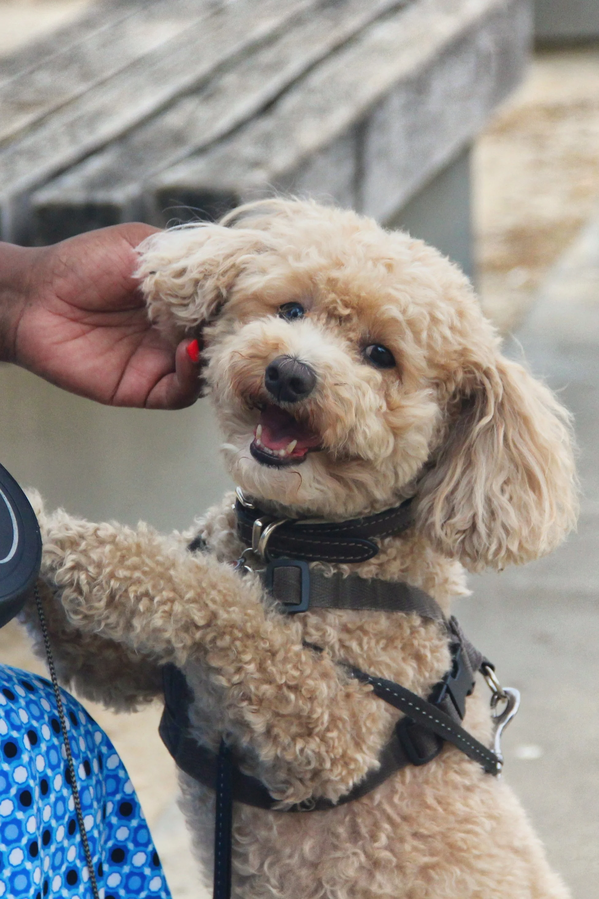 A smiling cream-colored Poodle with curly fur being petted by a person's hand, wearing a harness, with a blurred indoor background.