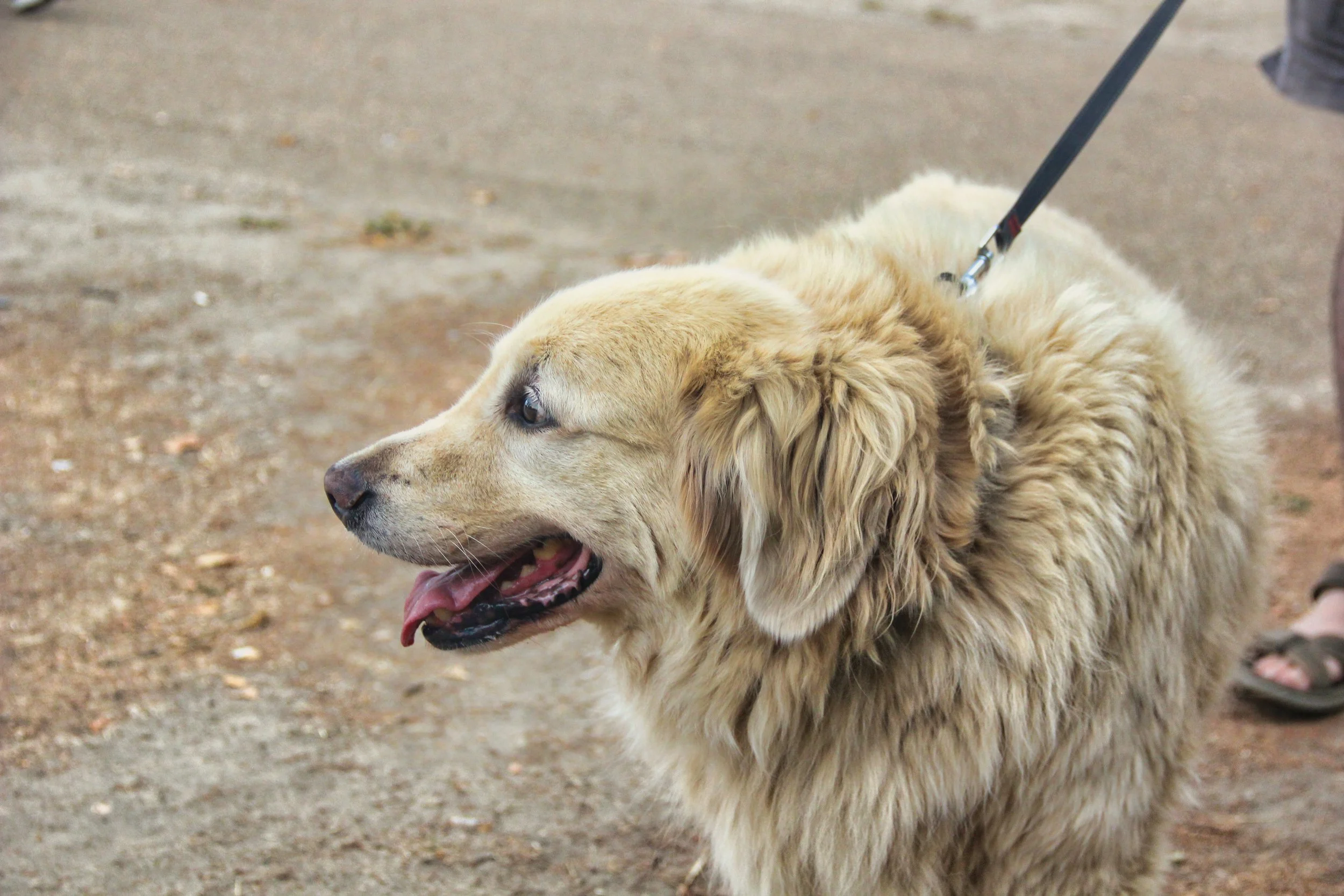 Golden retriever dog on a walk on dirt ground, attached to a black leash held by a person wearing dark shoes.