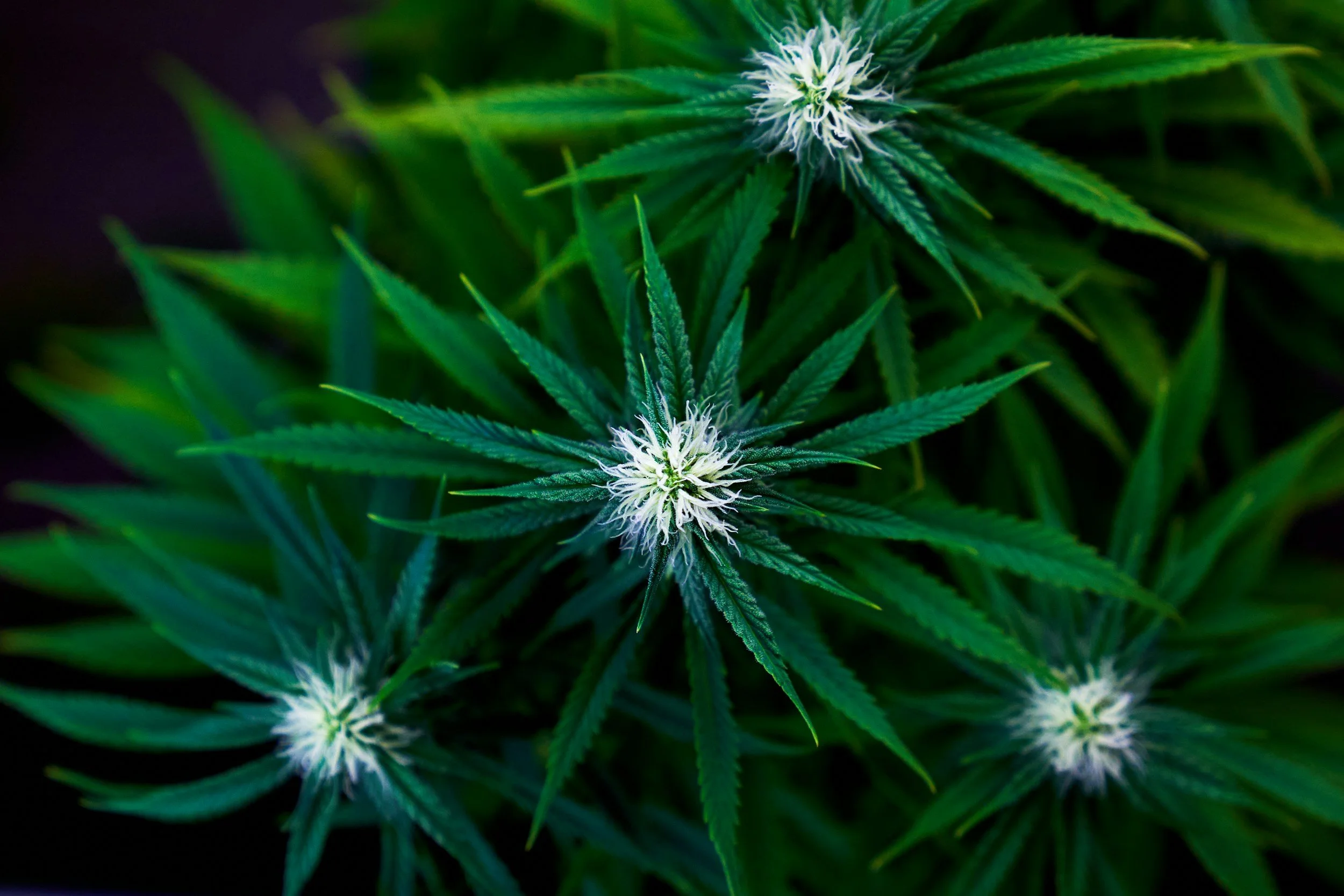 Close-up of a cannabis plant with green leaves and white pistils.