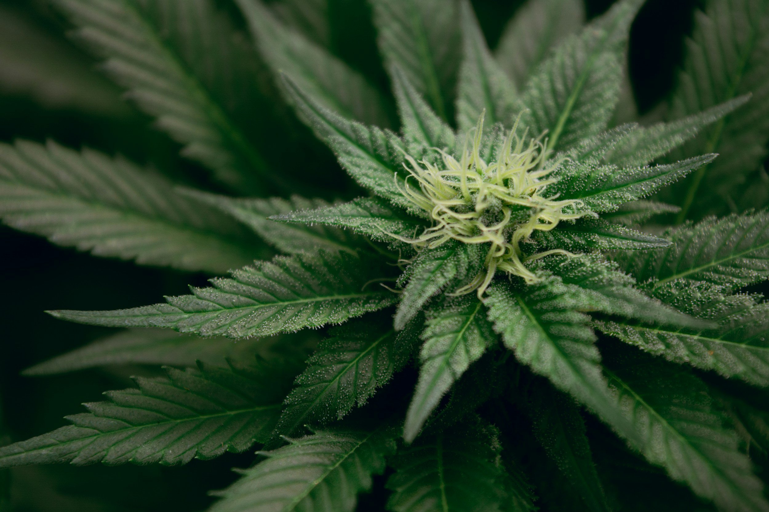Close-up of a cannabis plant with pointed leaves and small white trichomes.