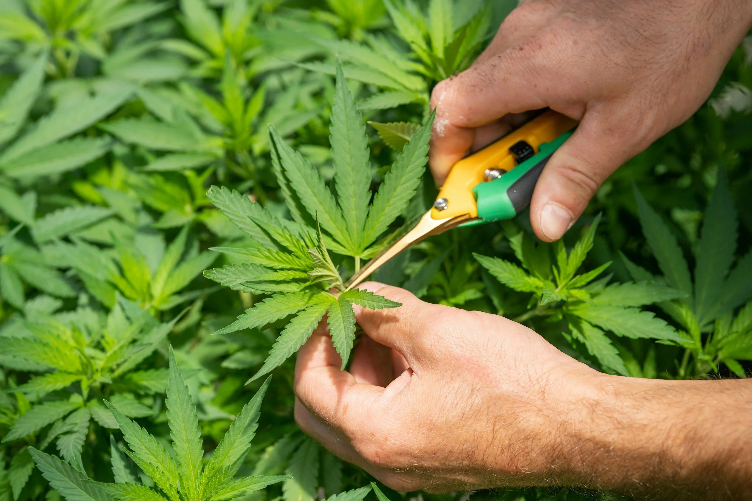 Worker hand-trimming a cannabis plant with pruning scissors.