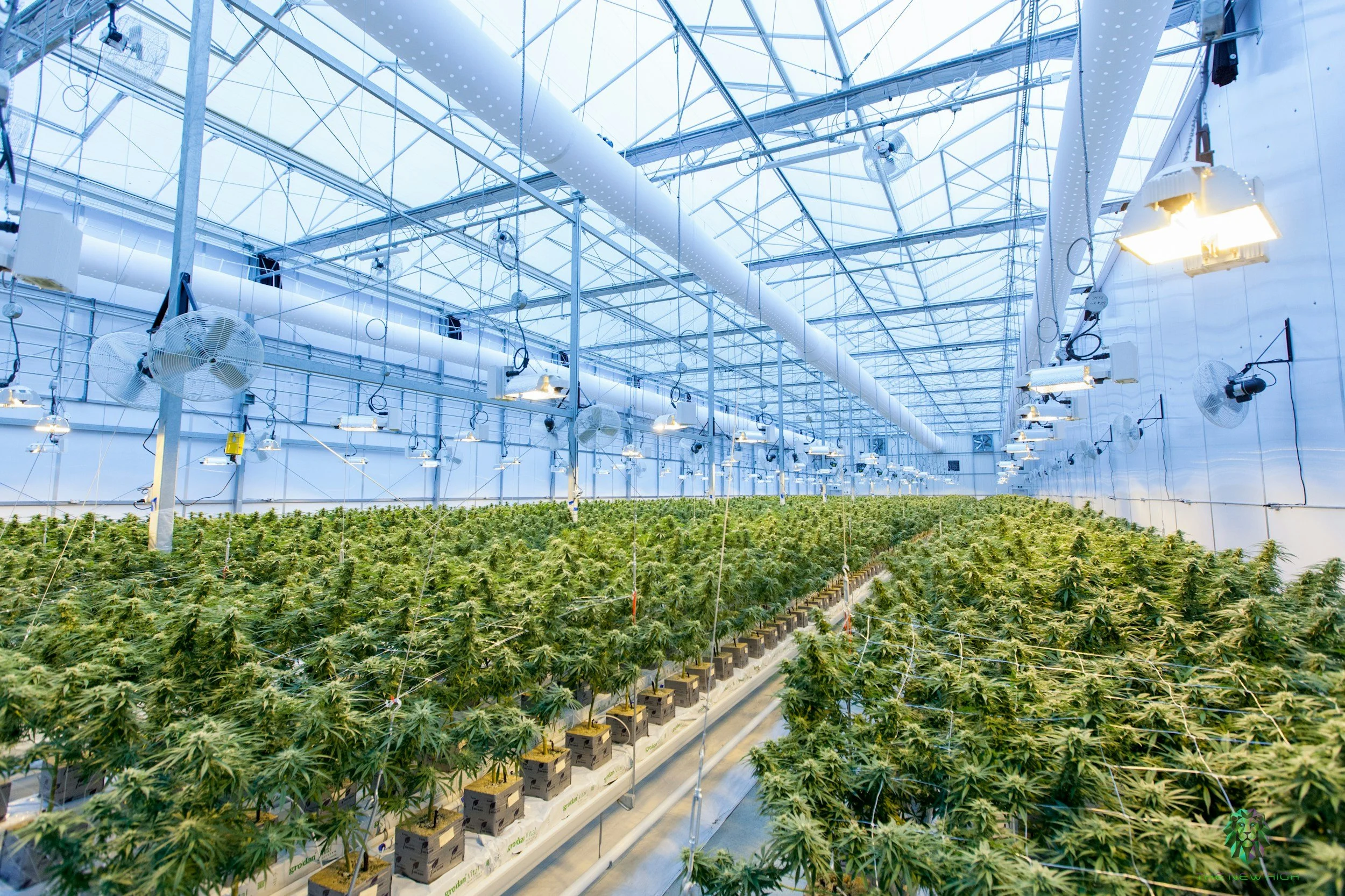 Commercial indoor cannabis cultivation facility with artificial lighting and ventilation systems