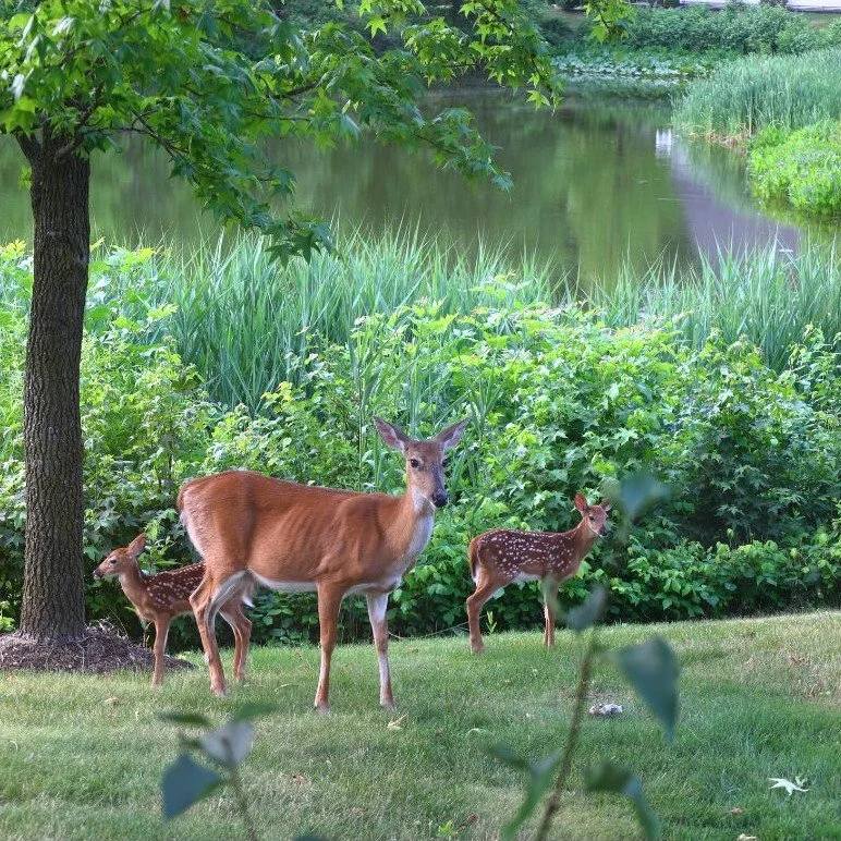  Where nature isn’t just a view - it’s a neighbor. 