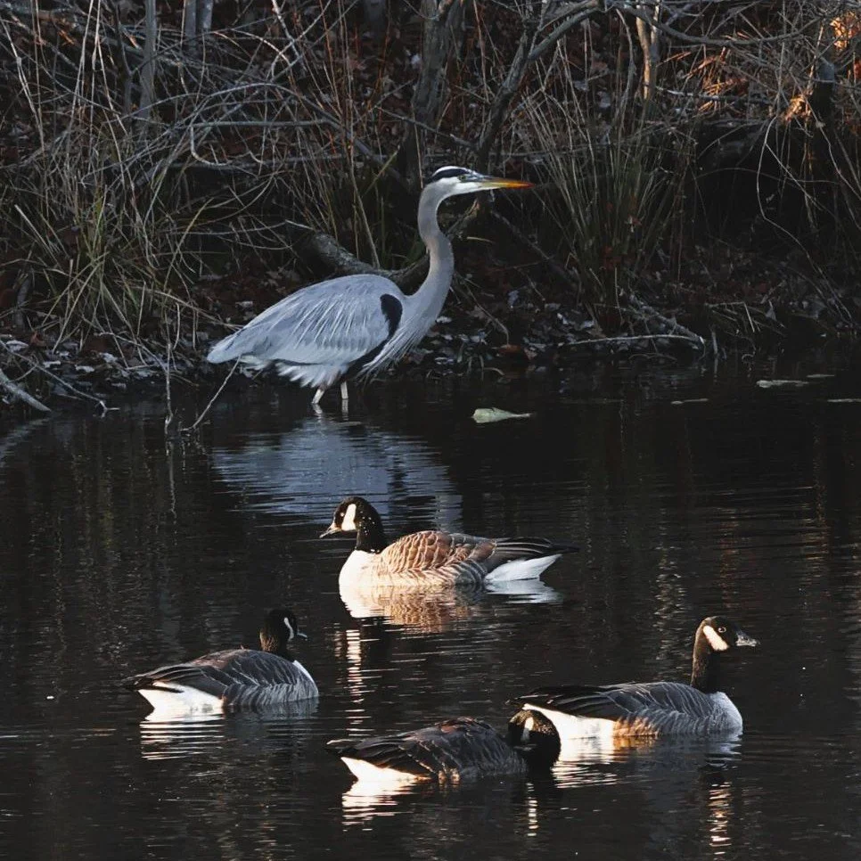  A peaceful scene at the pond, where wildlife comes to relax and enjoy the calm waters. 
