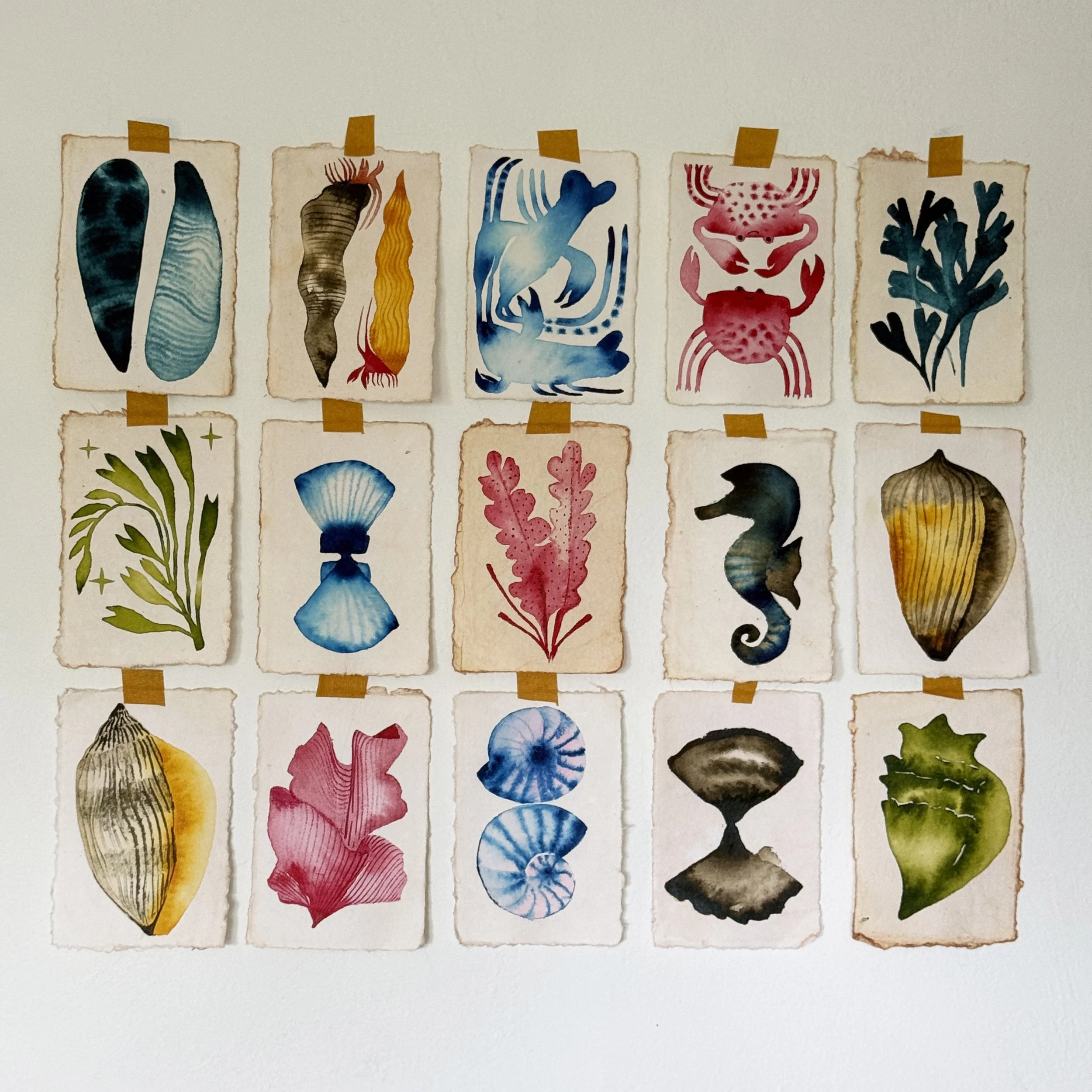 Collection of fifteen small watercolors of seashells, conches, crabs and seaweed taped to a white wall