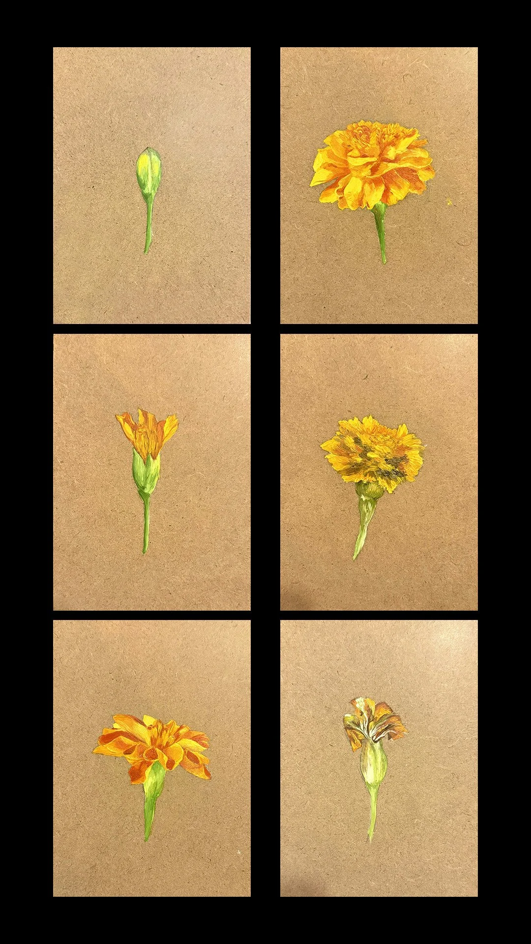 Marigolds