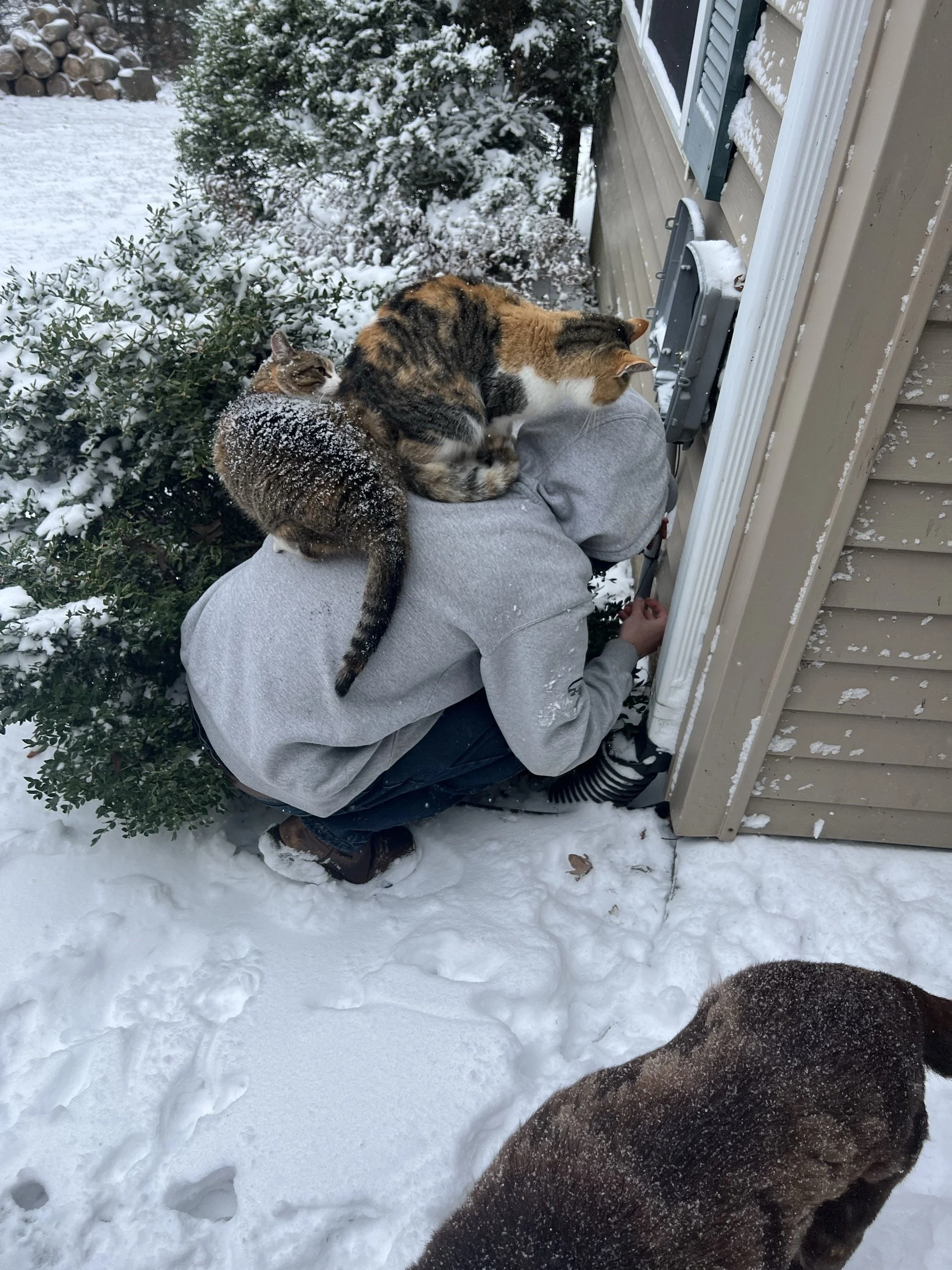 A person crouching outside on snow-covered ground, with two cats on their back and shoulder, near a house and snowy bushes.