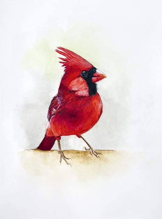 Cardinal - Watercolor - 9x12.jpg