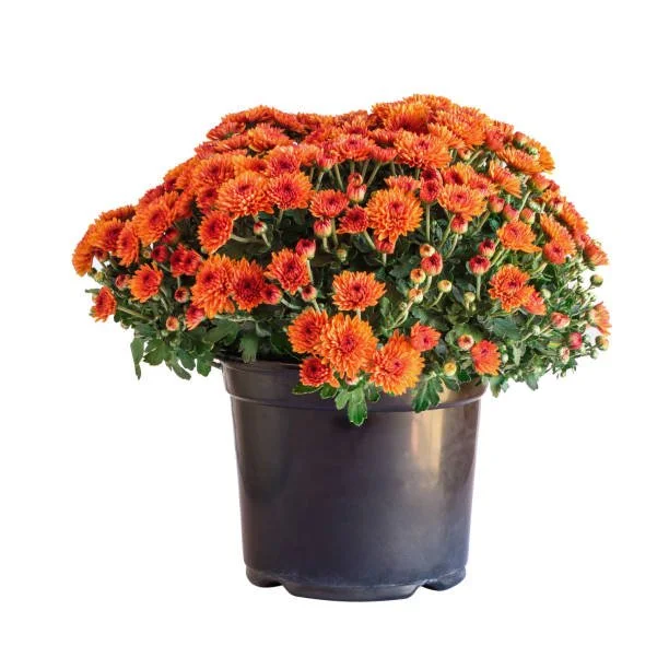 Add-Ons: Mums 8 in pot