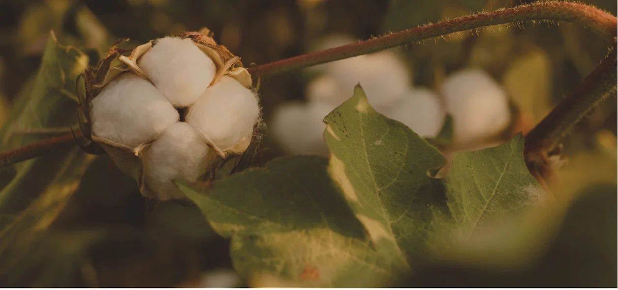 From Field to Fashion: Unraveling the Story of Regenerative Cotton vs. Organic Cotton