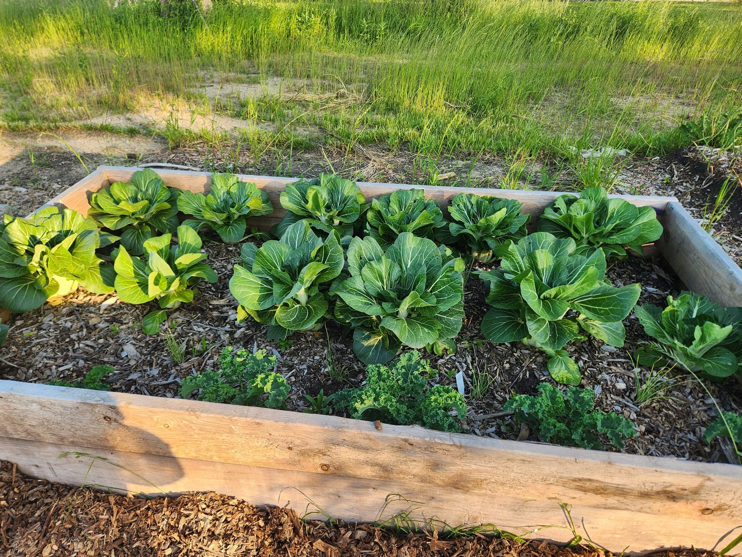 Bok choy and kale in wooden raised bed