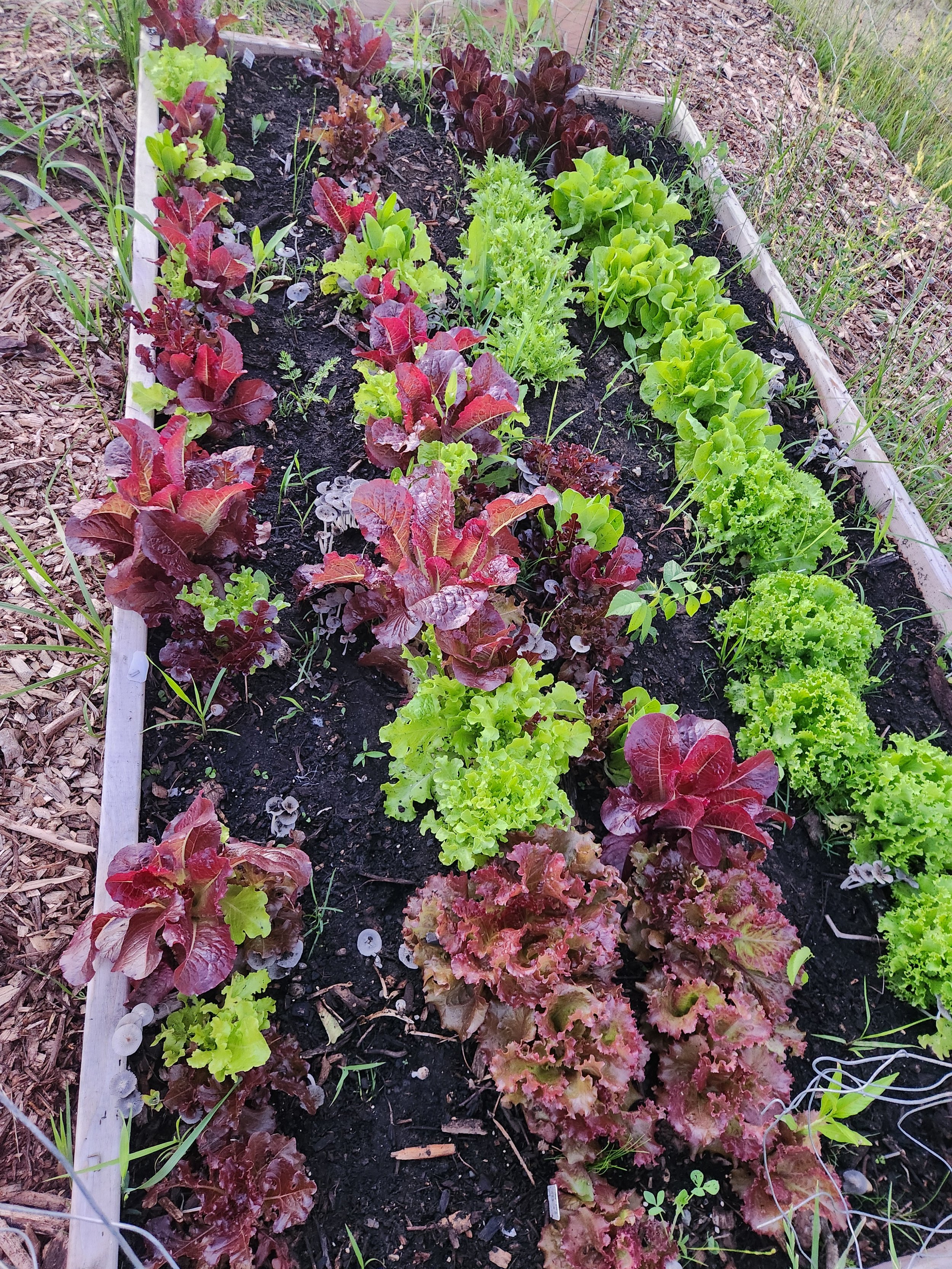 Green and red salad greens growing in a raised bed.
