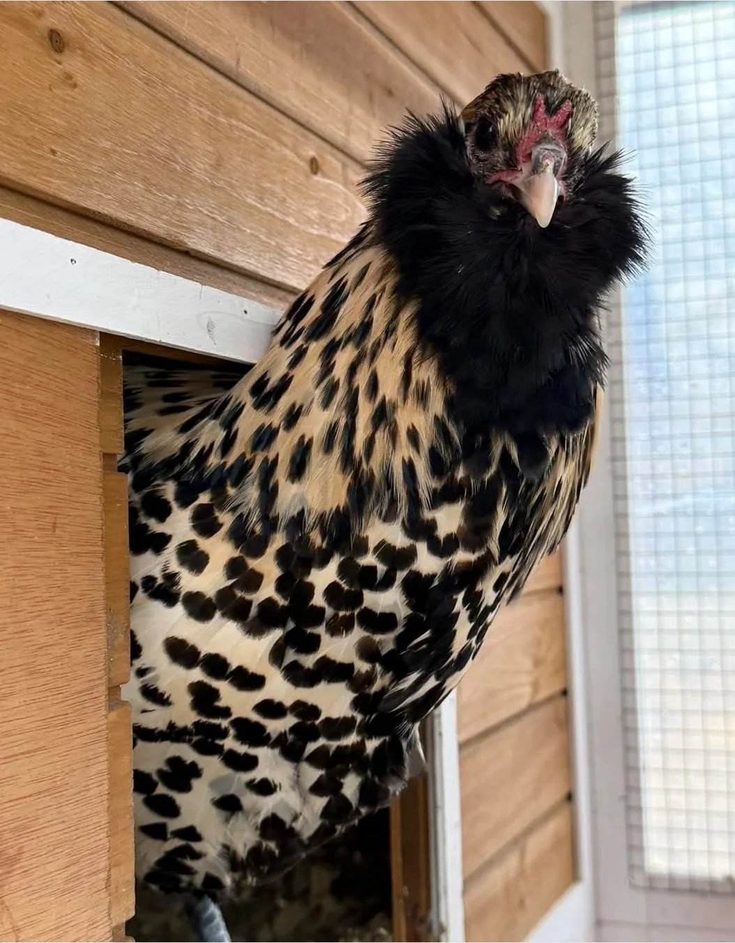 A black and tan spotted chicken with a fuzzy neck.