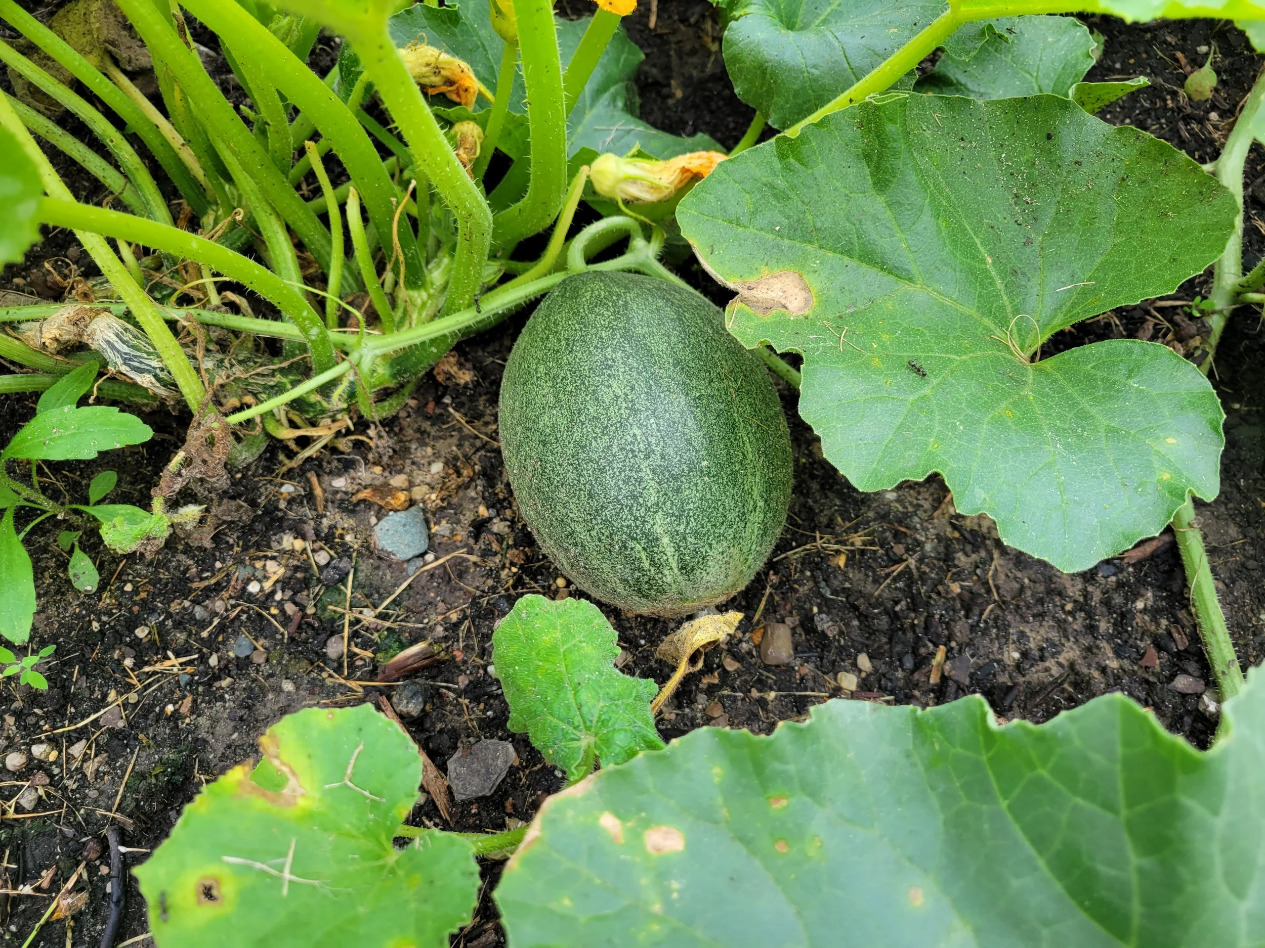 A watermelon growing on a vine in Detroit