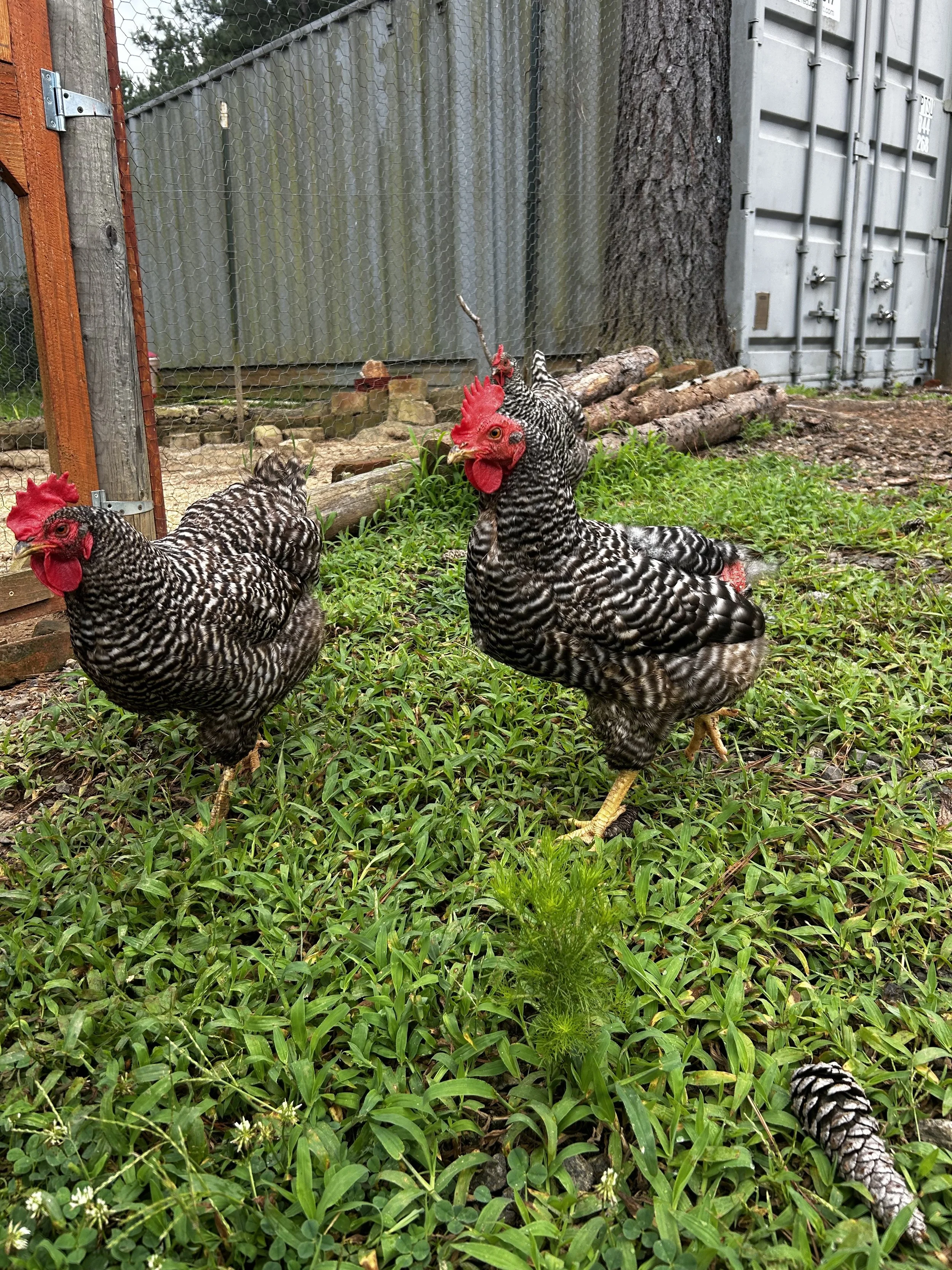 GML Chickens.jpg