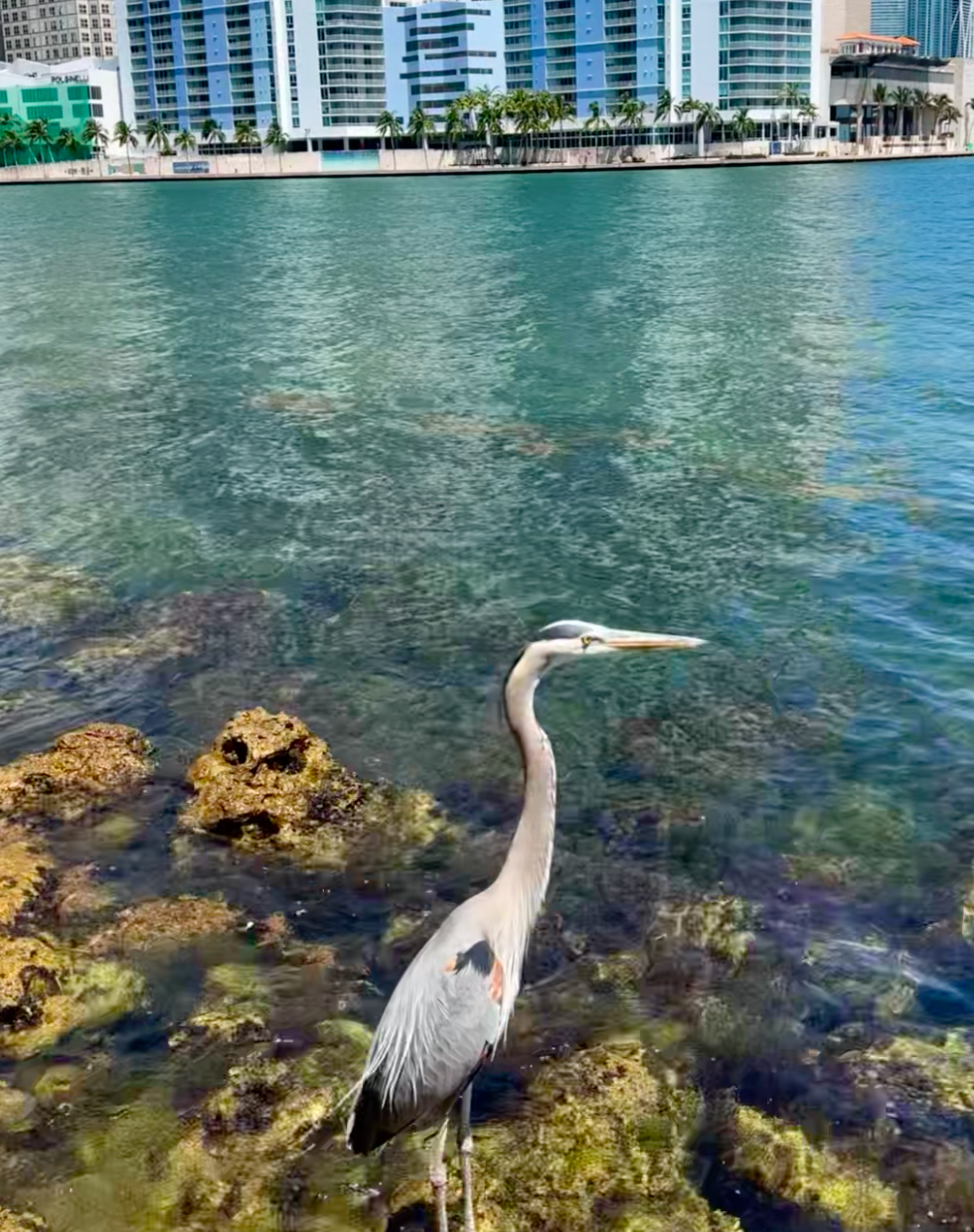 Miami_Trip_21.png