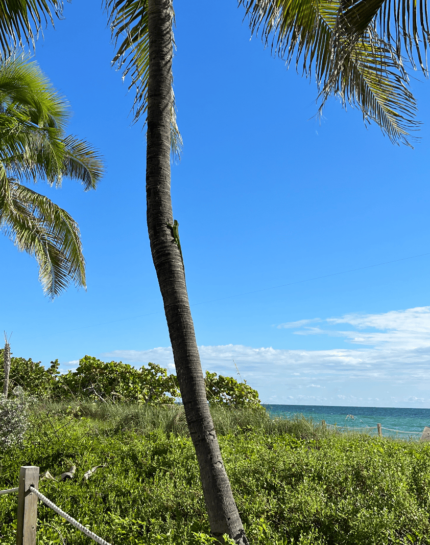 Miami_Trip_2.png