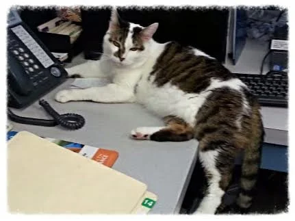 kit on desk.jpg