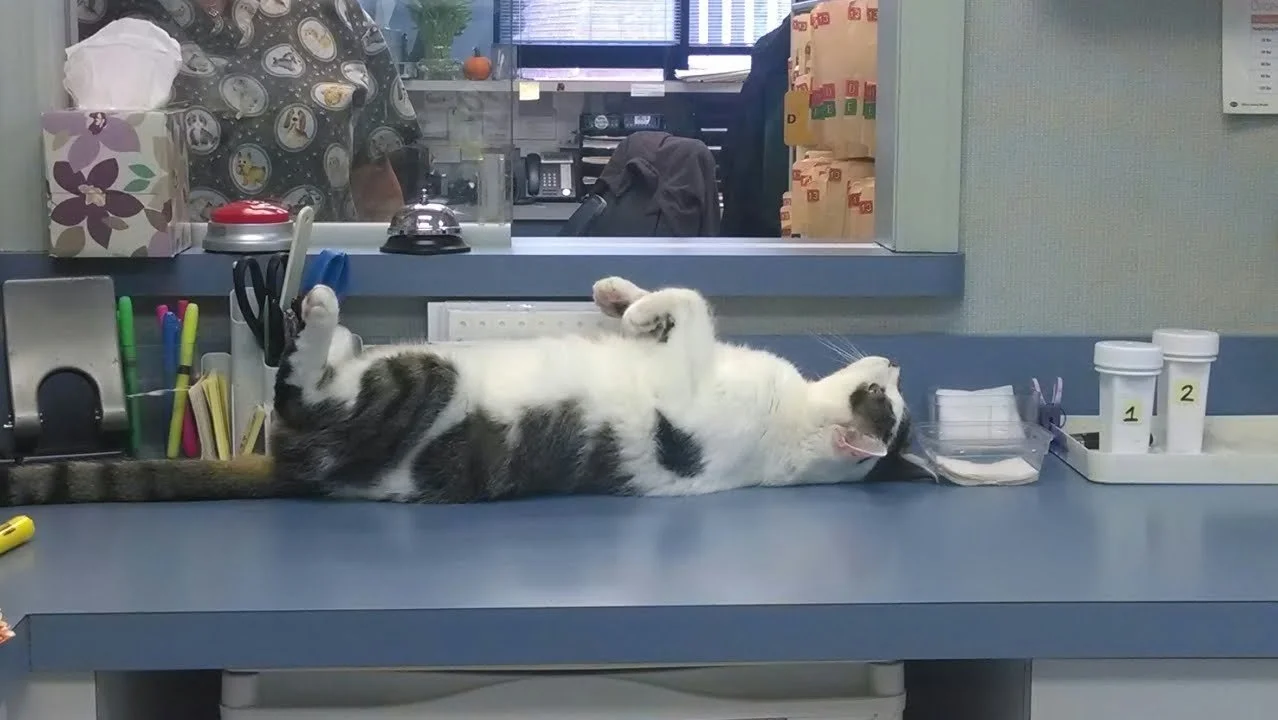 Kitkat playing dead.jpg